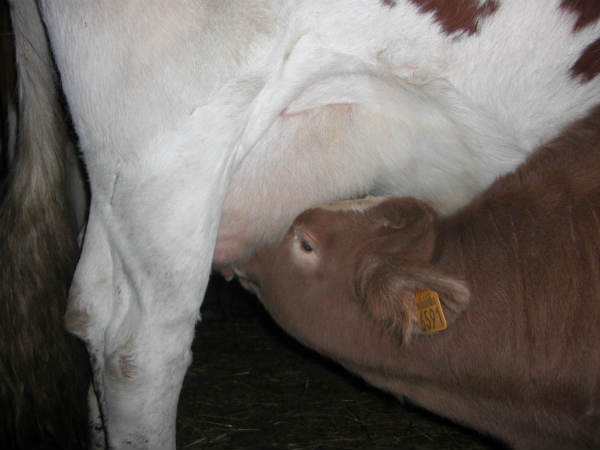 veaux vaches Les Combes 2009-2011 011
