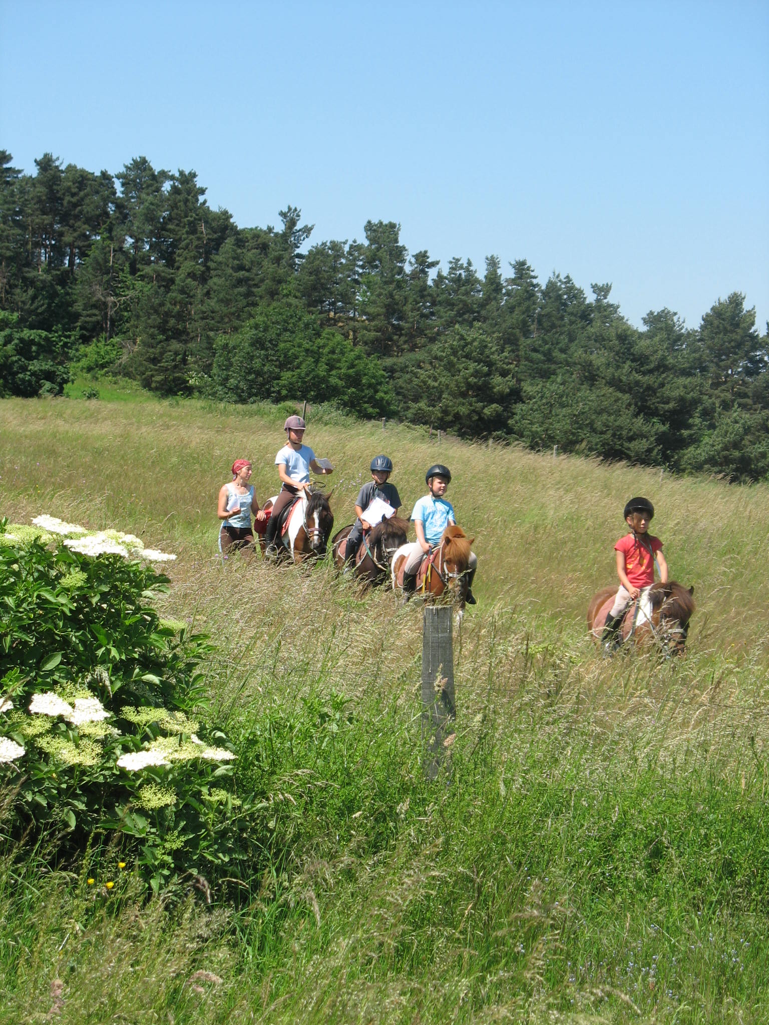 Balades à poneys Balades à poneys