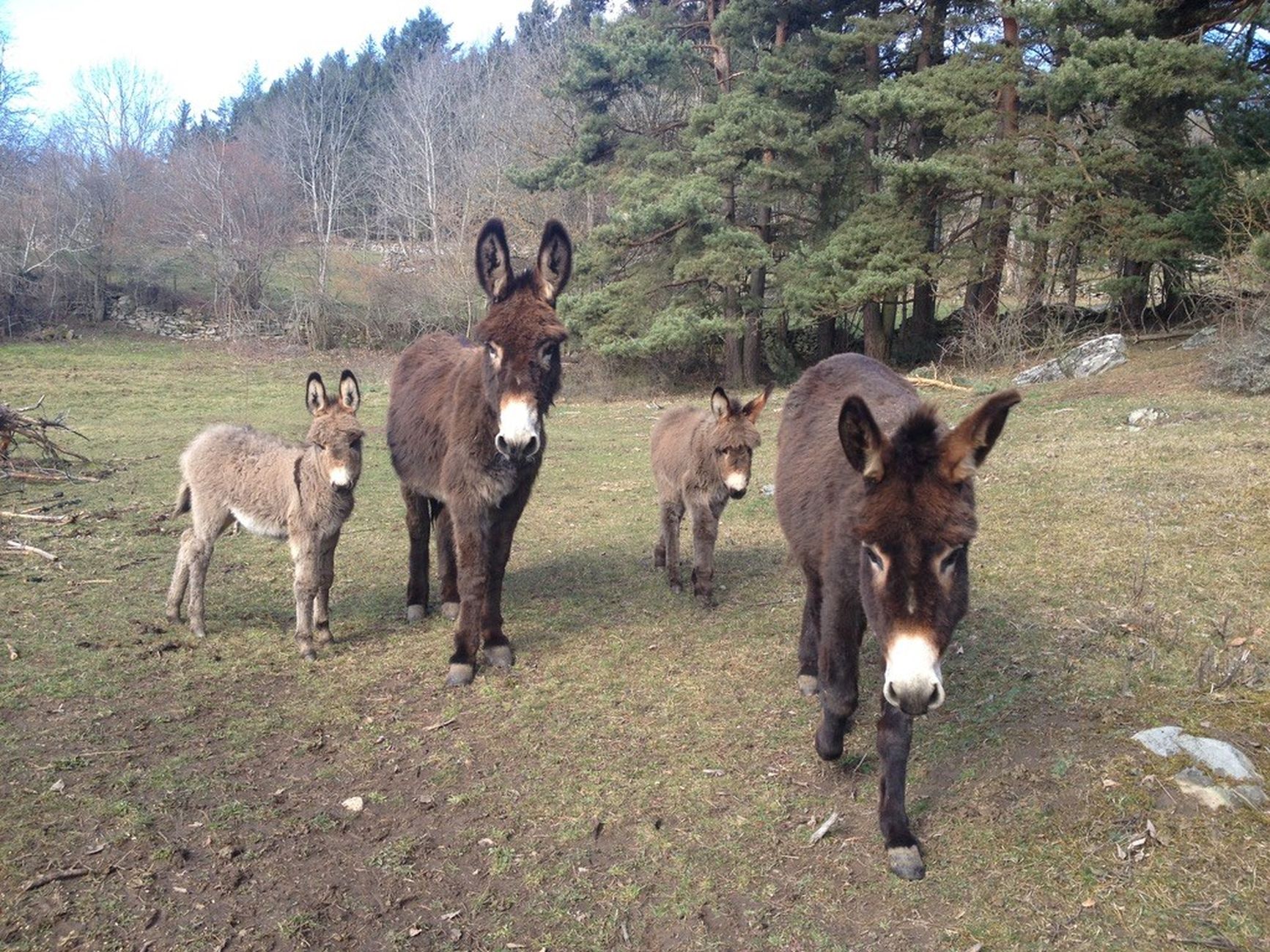 PCU_ferme_beauzanes_beauzac PCU_ferme_beauzanes_beauzac