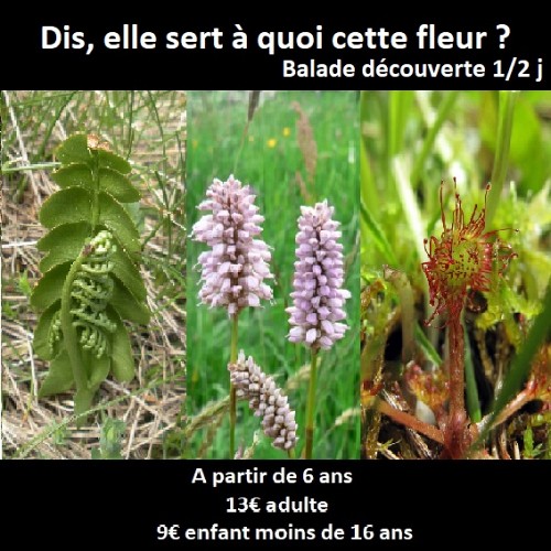 Dis, elle sert à quoi cette fleur Dis, elle sert à quoi cette fleur