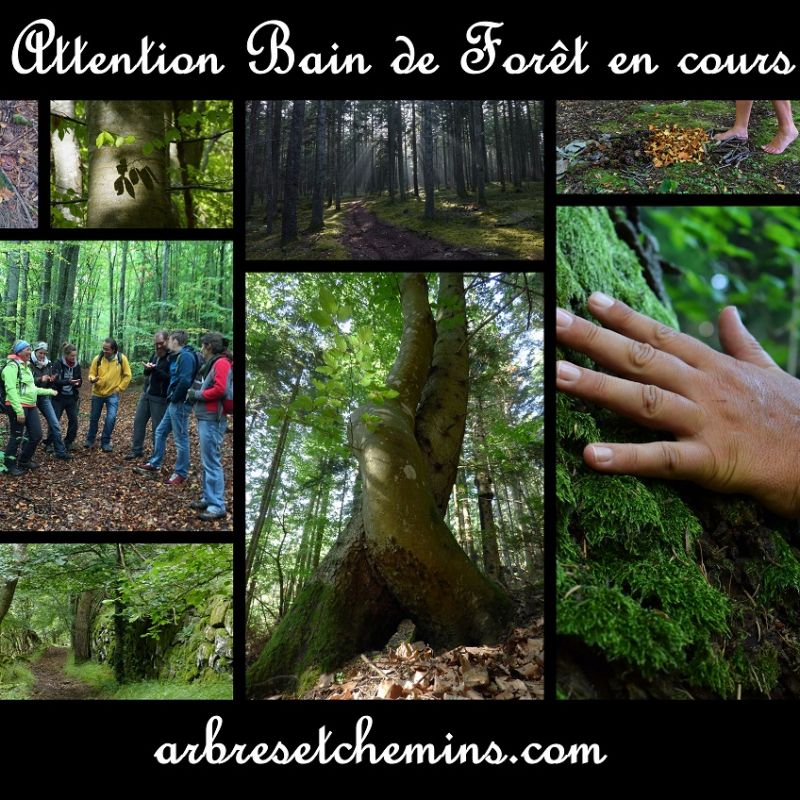 Arbres et chemins Arbres et chemins
