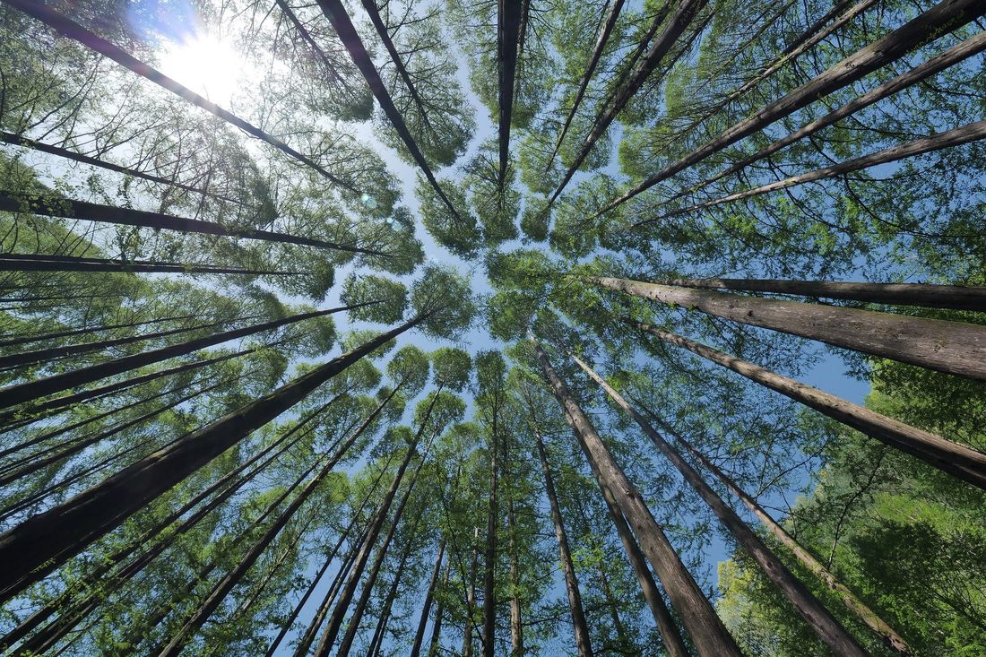 Arbres et chemins Arbres et chemins