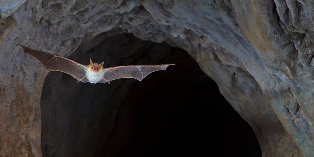 Découverte des chauves souris Découverte des chauves souris