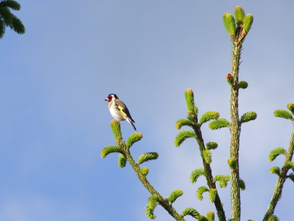 Quel est donc cet oiseau ? Quel est donc cet oiseau ?