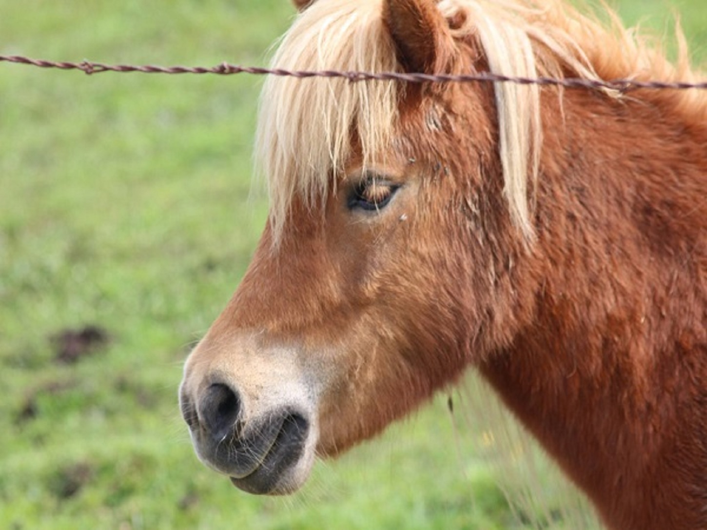 Poney Poney