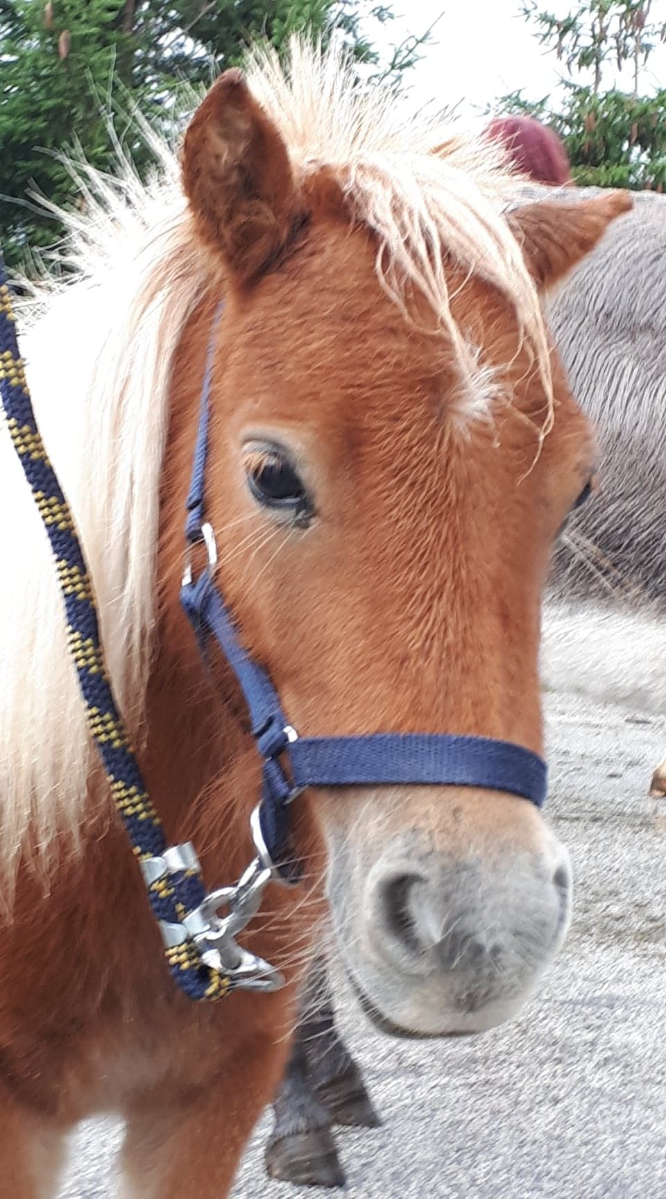 Concours des chevaux Concours des chevaux