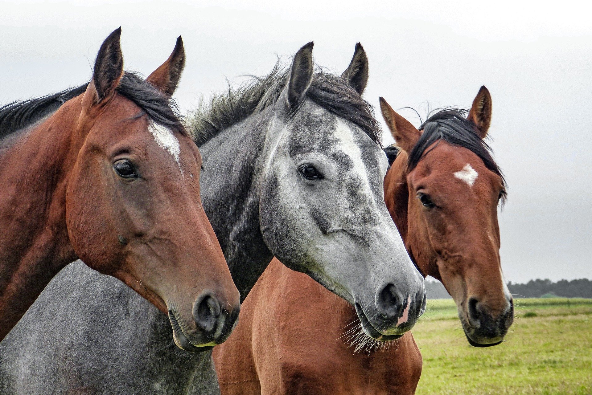 Cheval Cheval