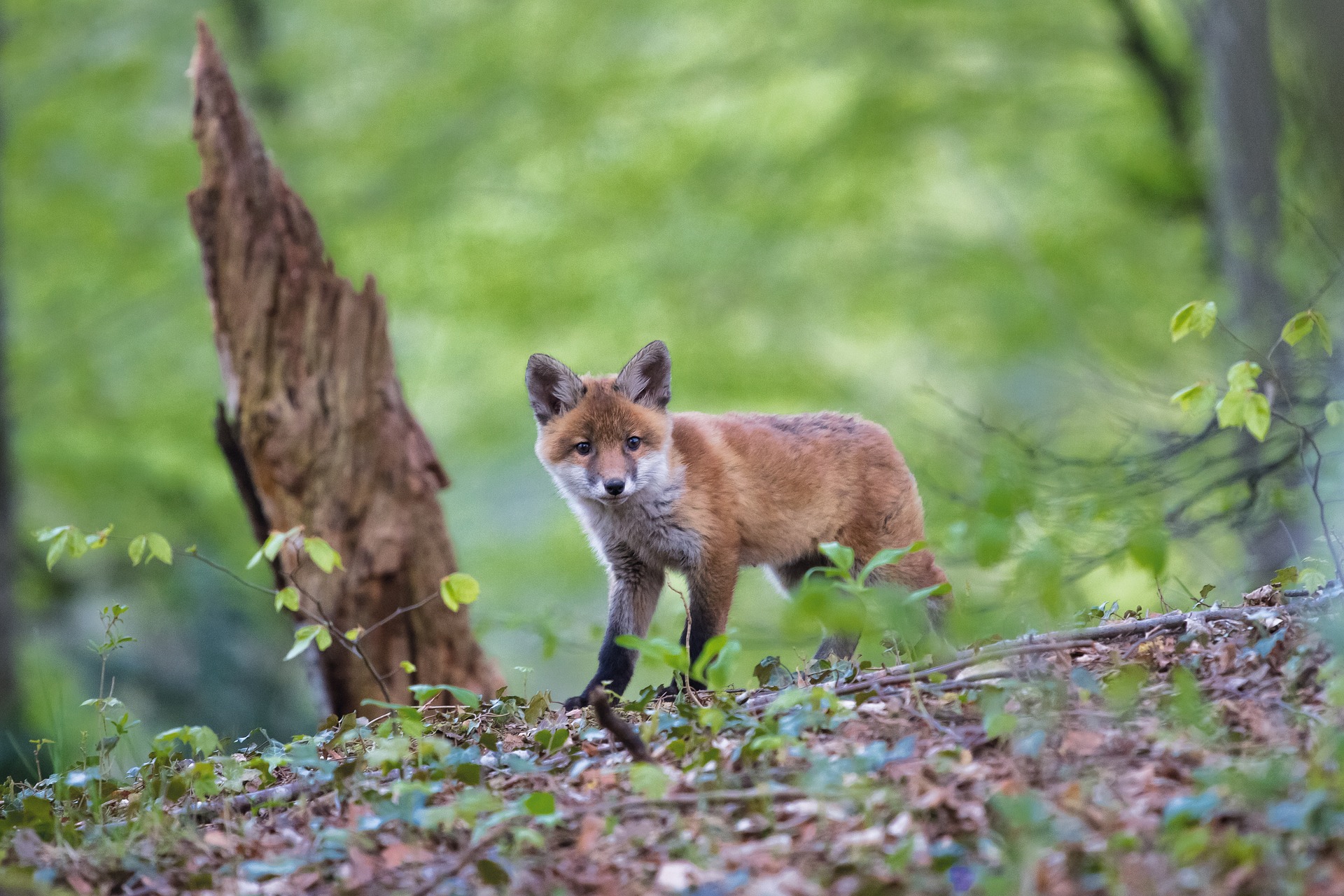 Faune