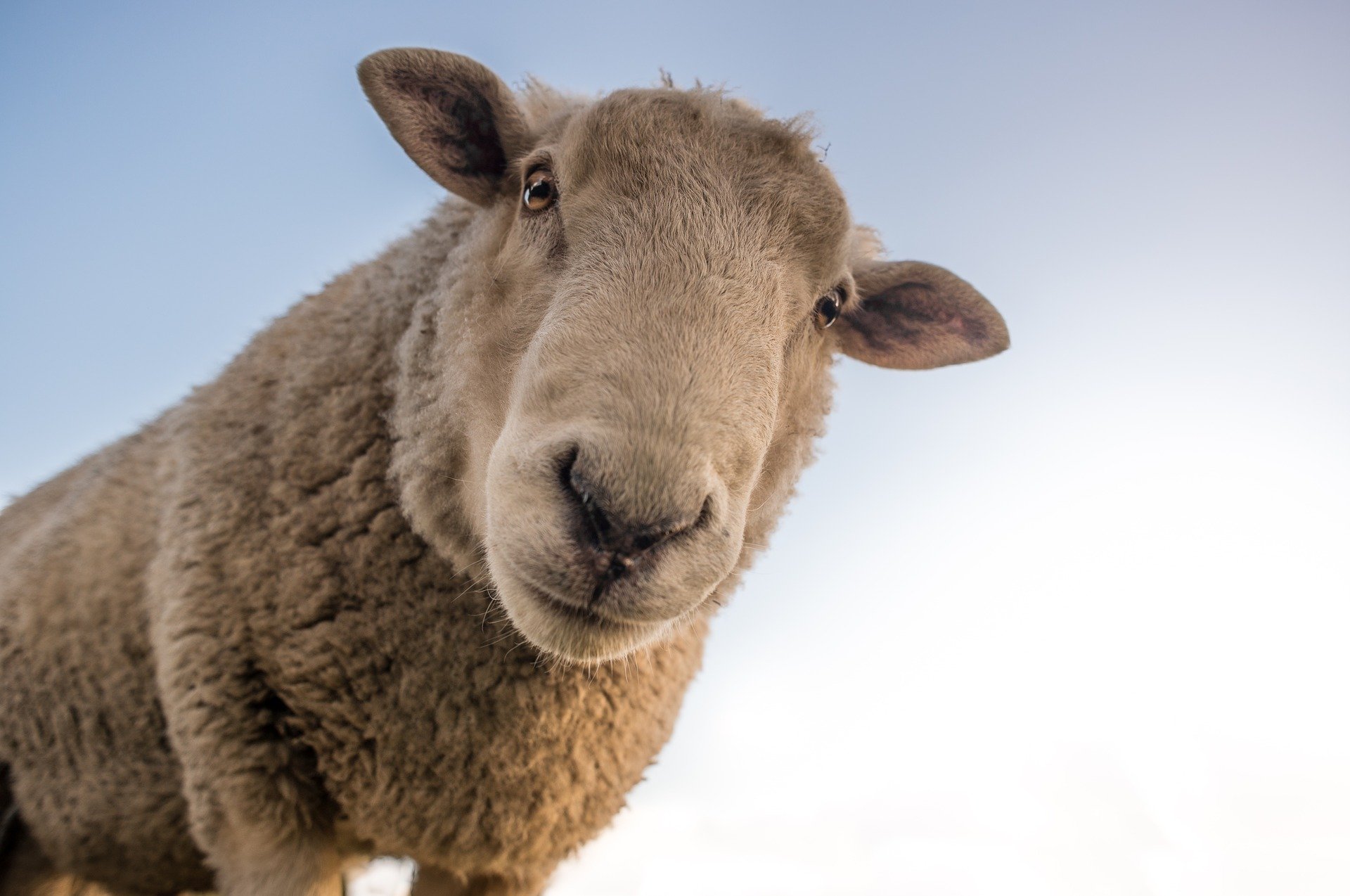 Mouton Mouton