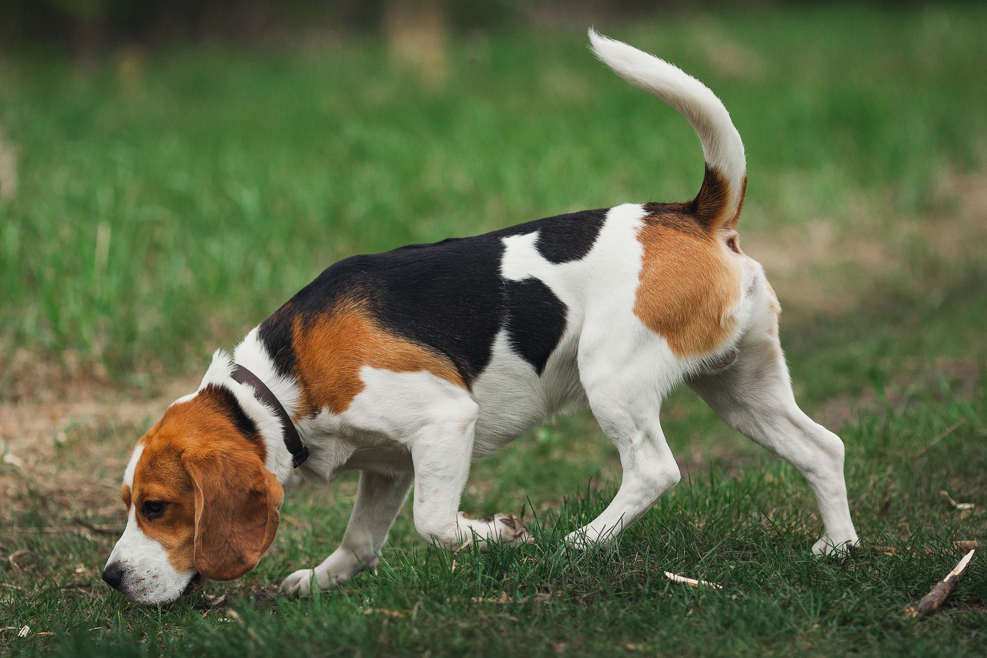 Chien