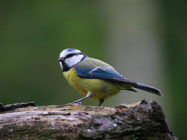 mesange-bleue