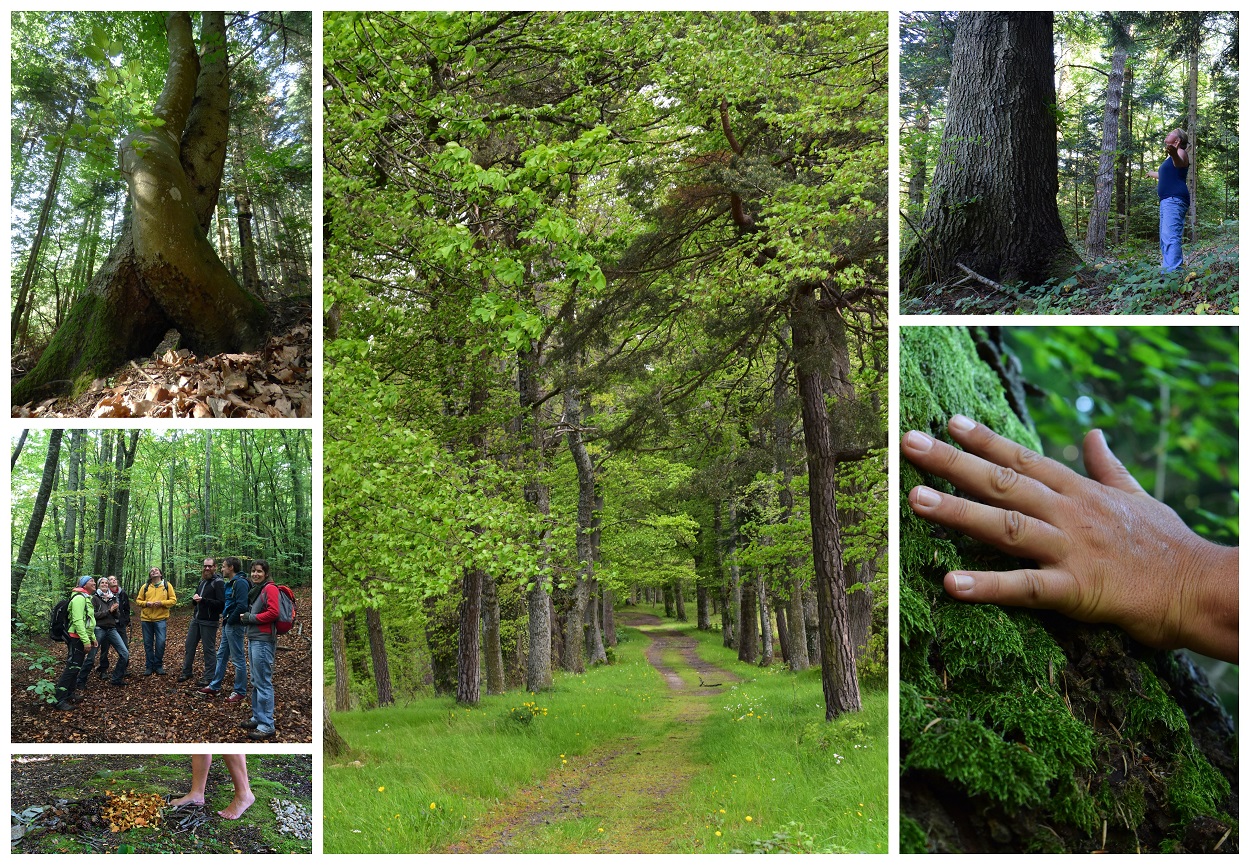 Arbres et Chemins Arbres et Chemins