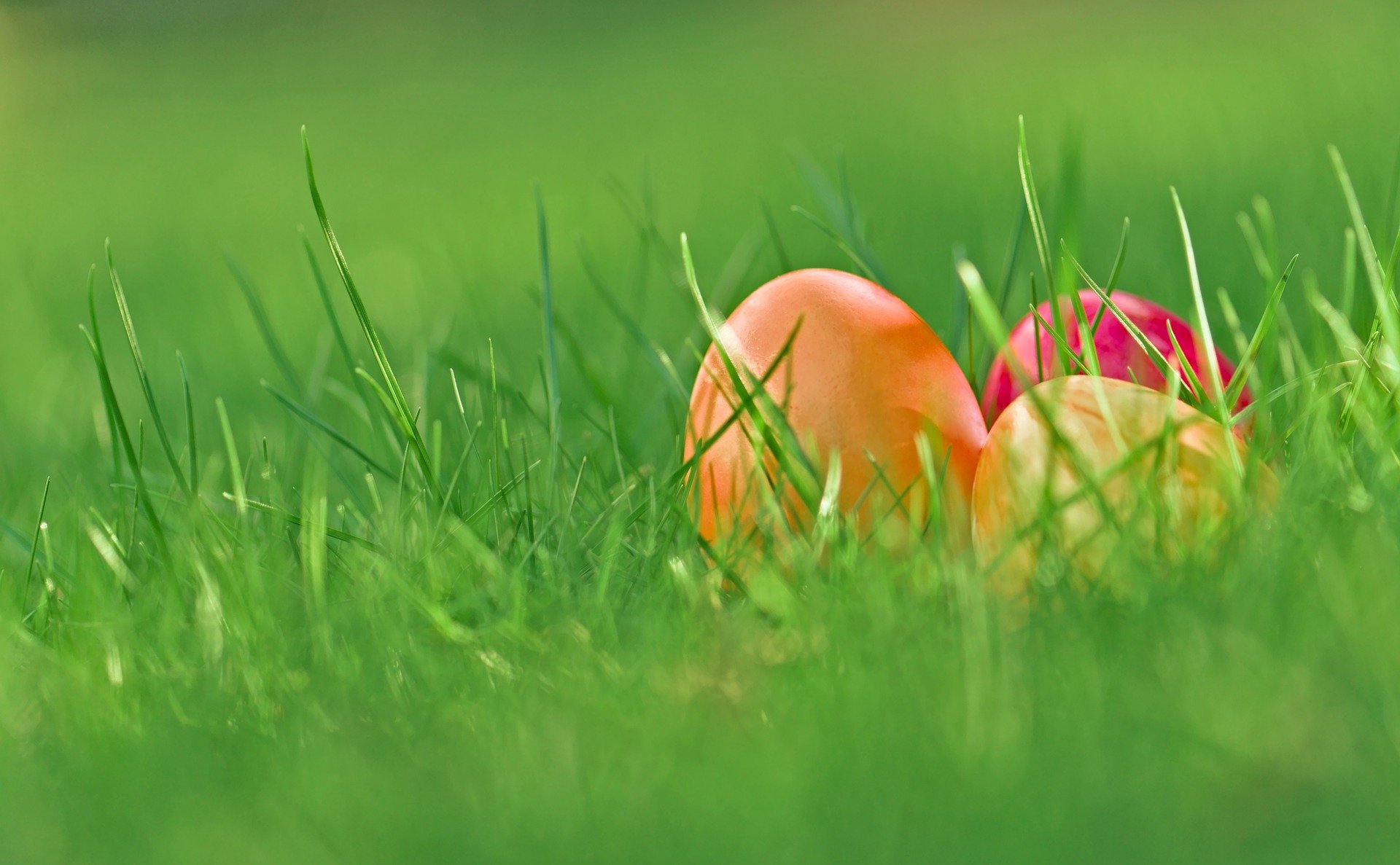 Grande chasse aux oeufs