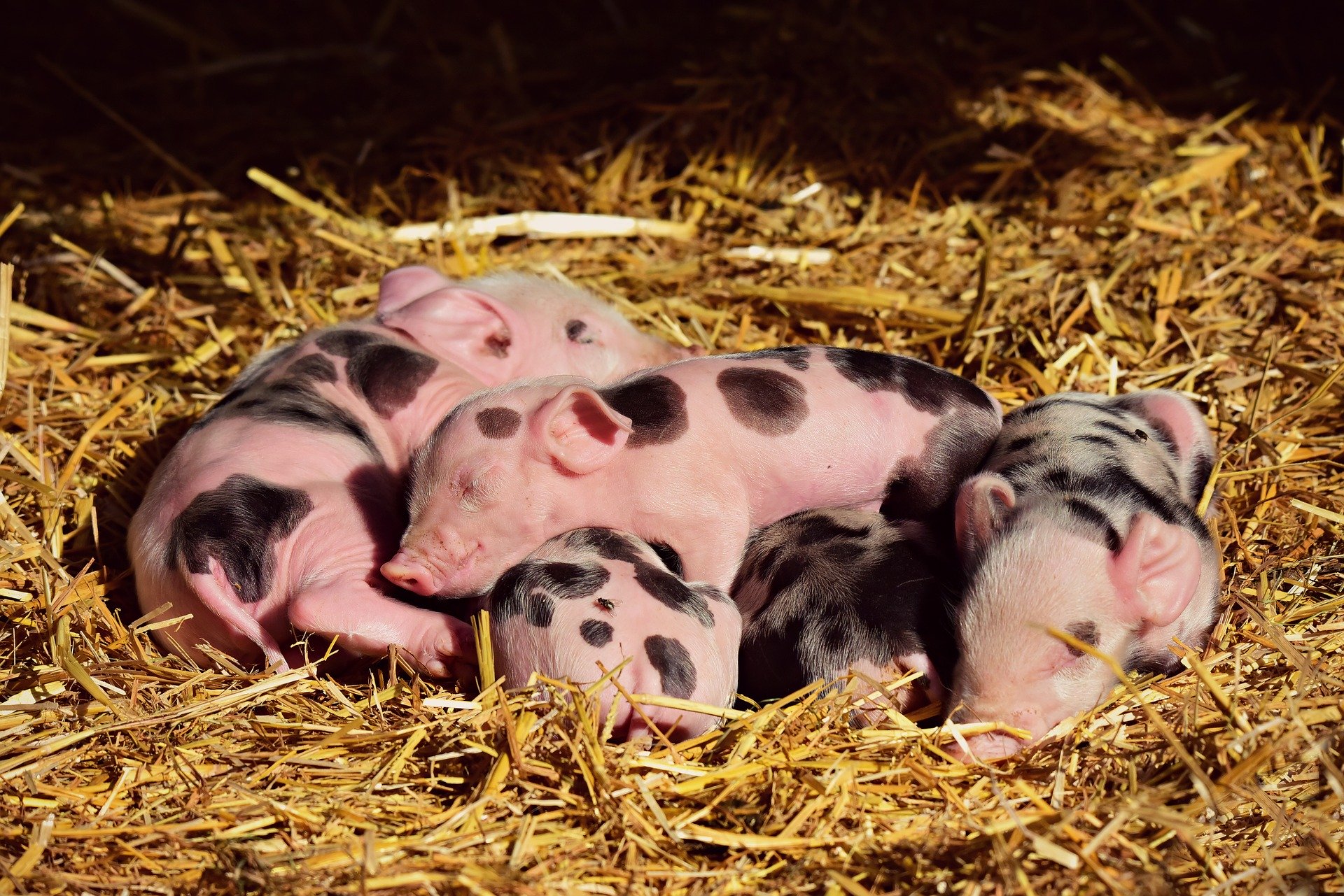 Cochon Cochon