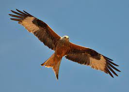Sortie rapace Sortie rapace
