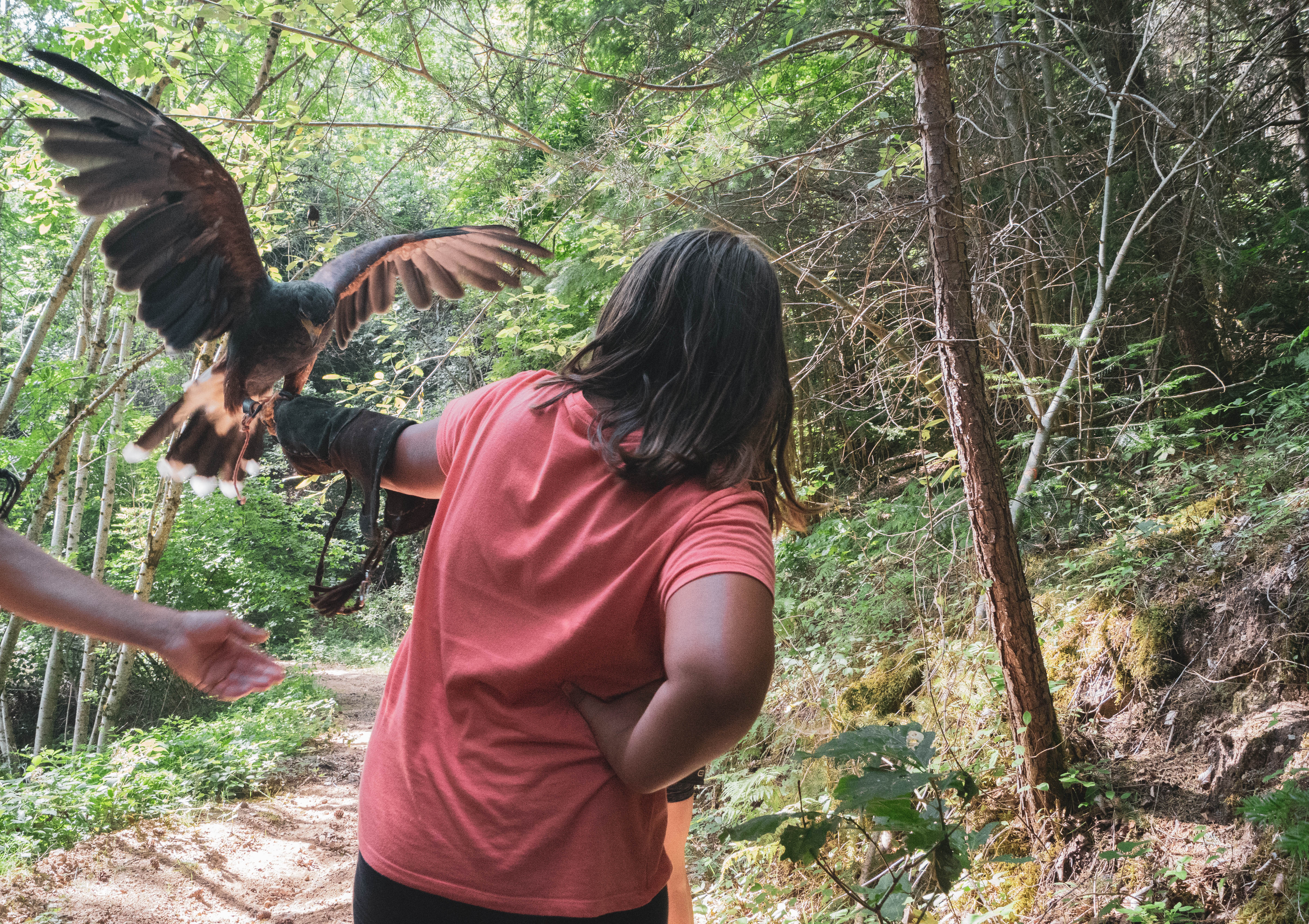 balade en compagnie d'oiseaux de proie_bas en basset_amis de rochebaron balade en compagnie d'oiseaux de proie_bas en basset_amis de rochebaron