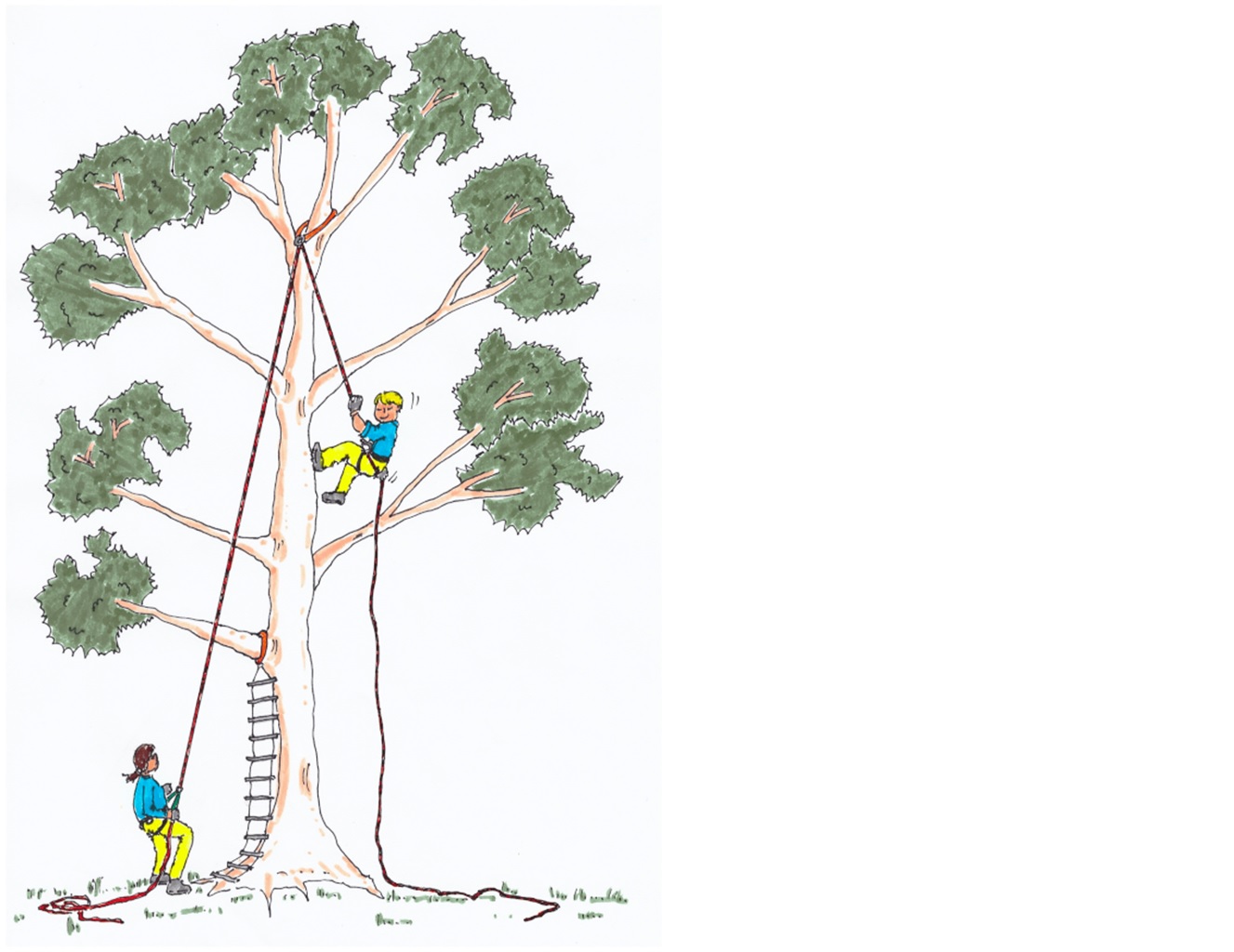 EVE_grimpe_d'arbres EVE_grimpe_d'arbres