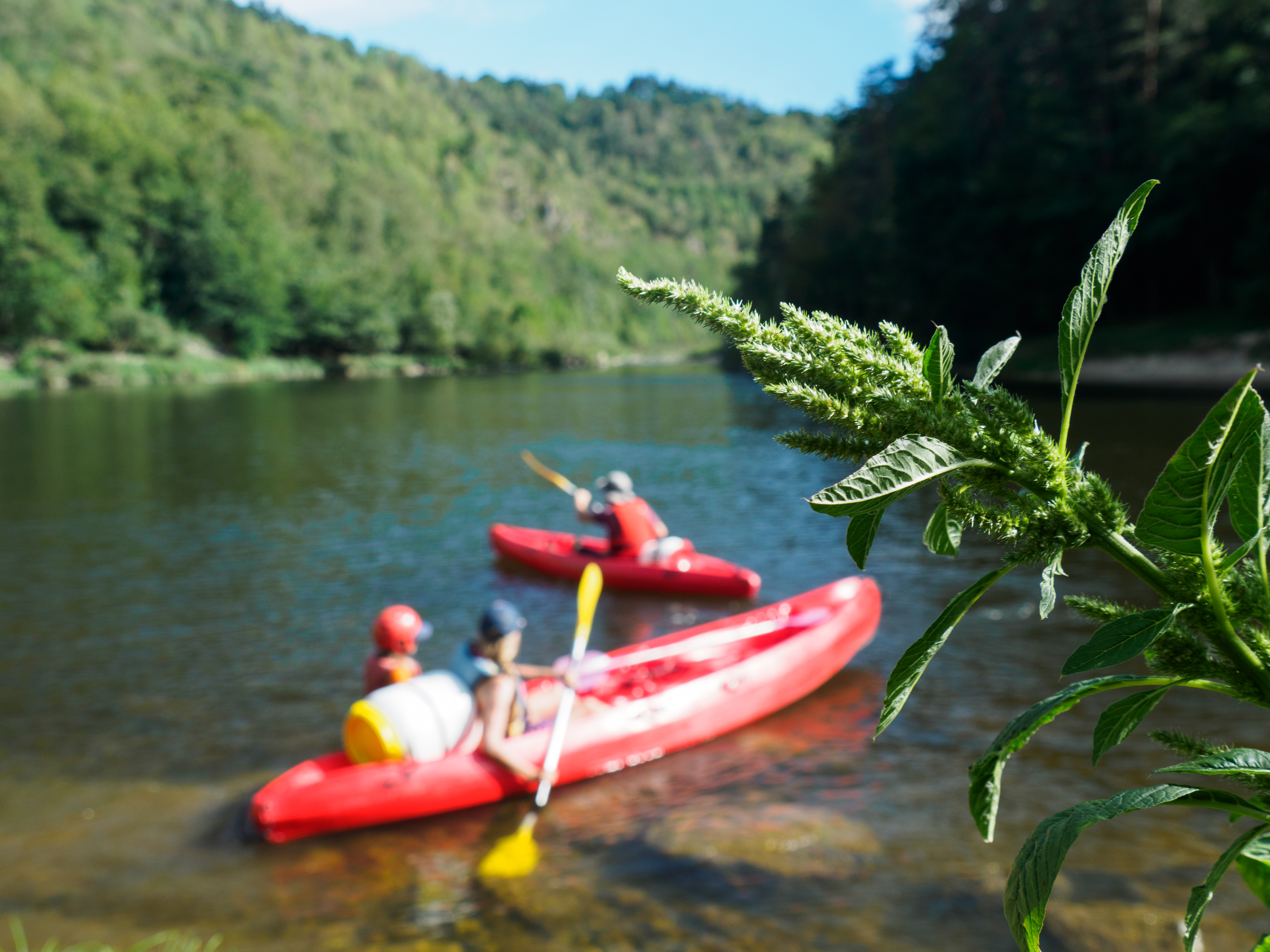 plantes sauvages en canoe_copyright Thibault Liebenguth Chilowe plantes sauvages en canoe_copyright Thibault Liebenguth Chilowe
