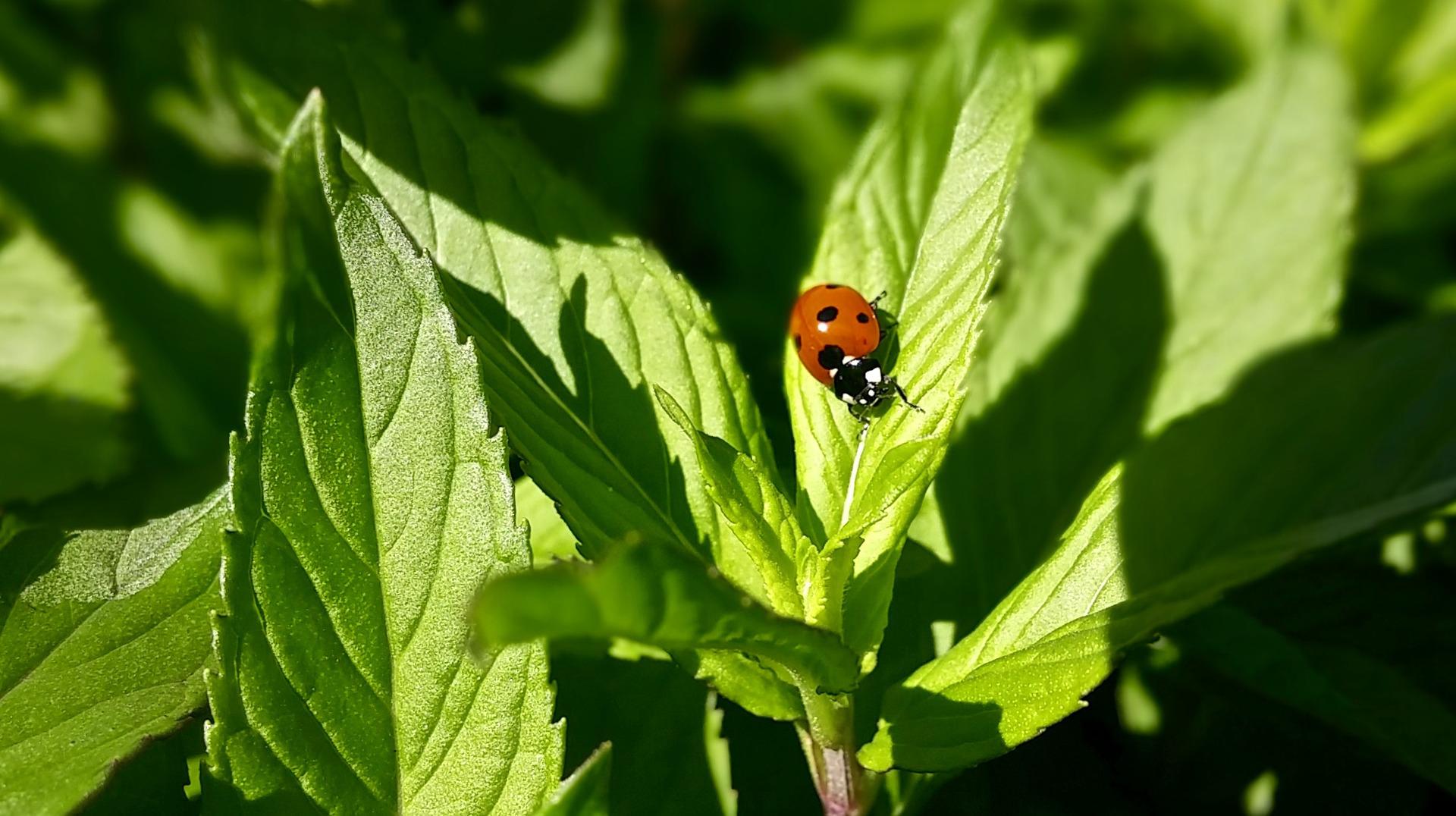 plantes sauvages et le peuple de plantes sauvages et le peuple de