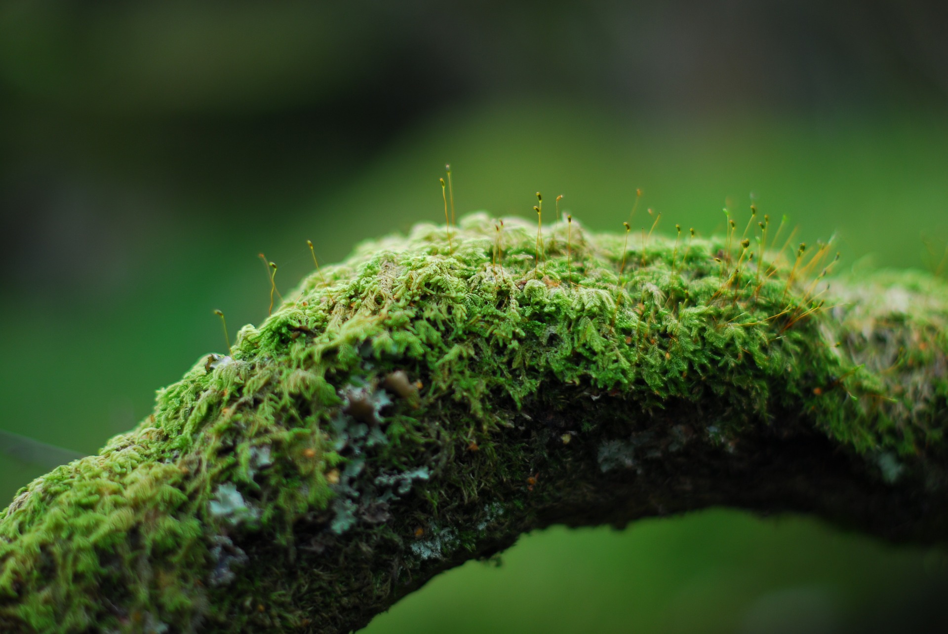Arbre