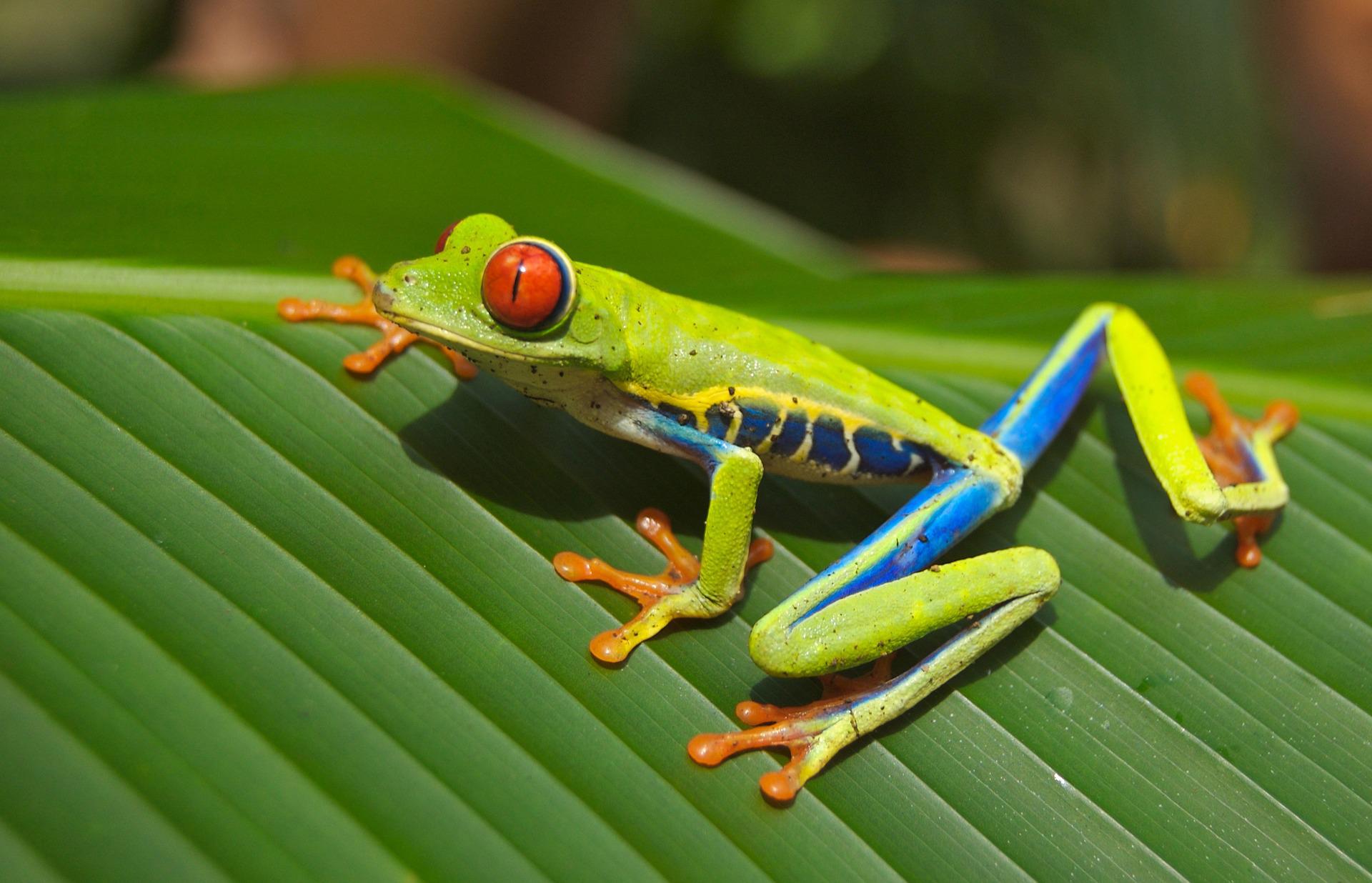 Grenouille