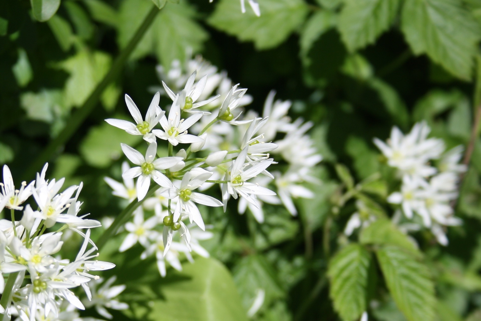 Le secret des plantes médicinales