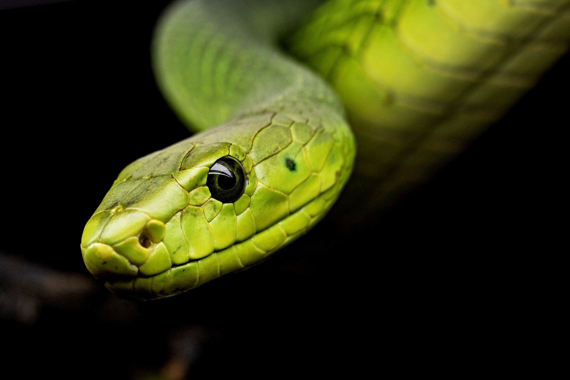 Serpent Serpent