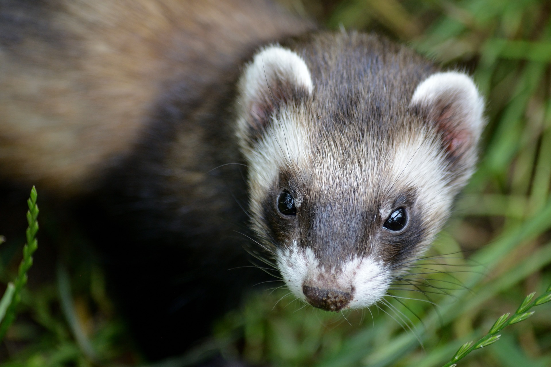 Furet