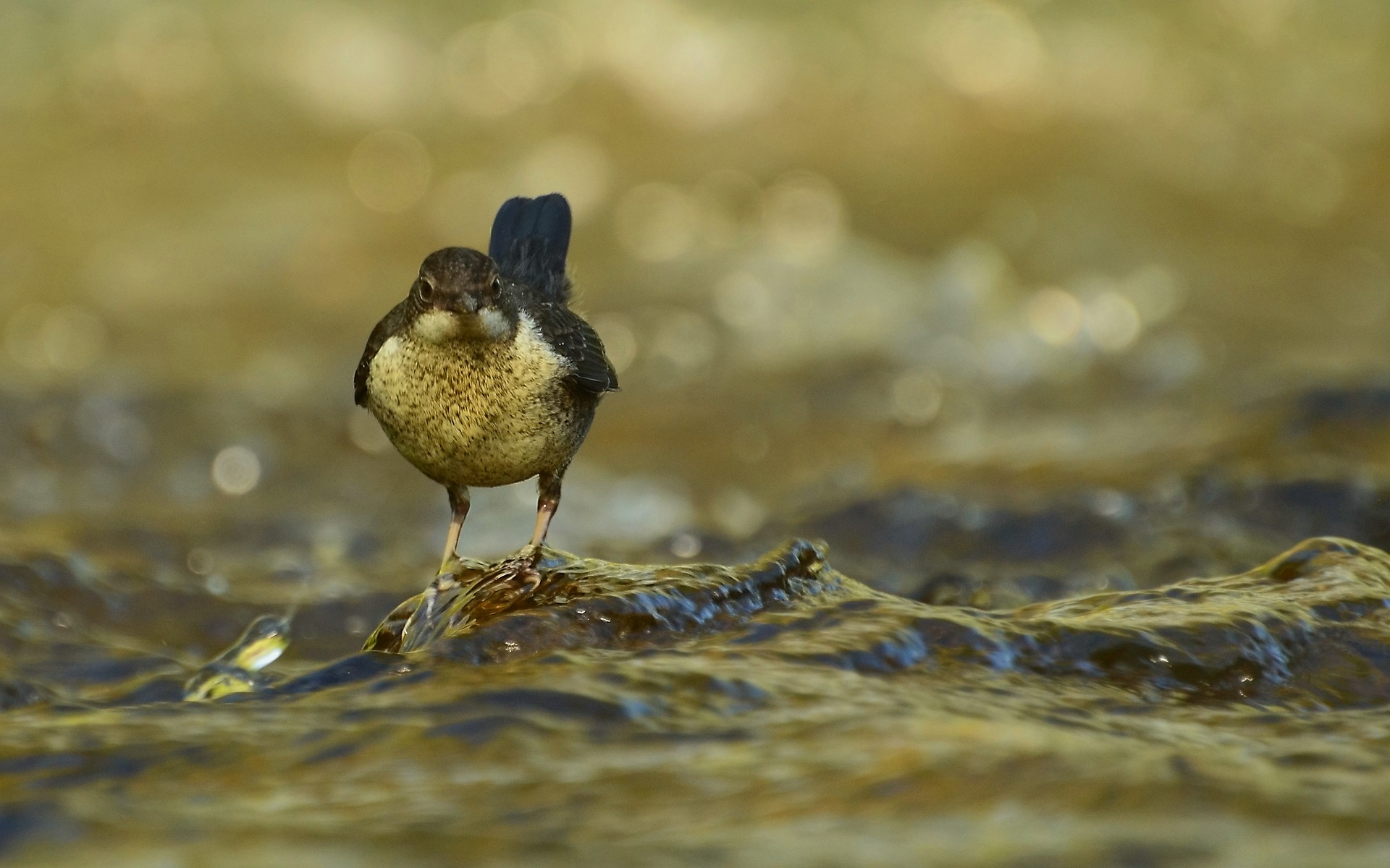 eve-sortie nature_Sainte Sigolène-pixabay eve-sortie nature_Sainte Sigolène-pixabay