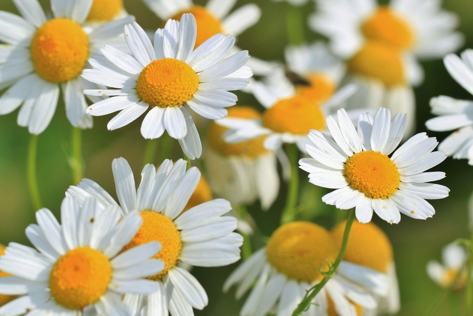 Fleurs