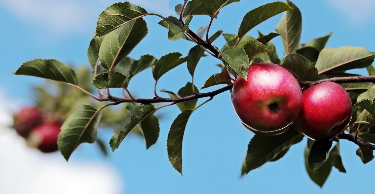 pomme pomme
