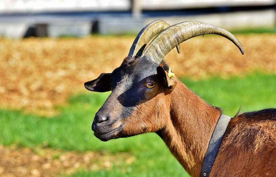 Bouc