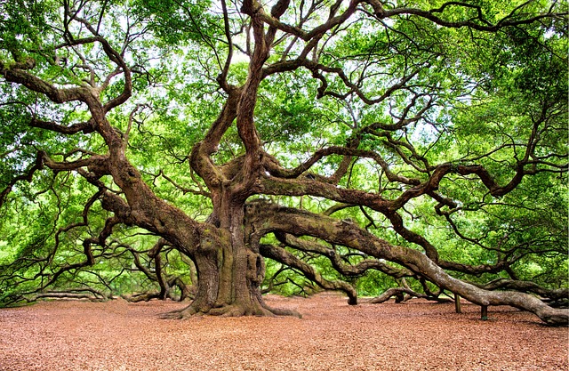 A la rencontre des arbres_Le Chambon-sur-Lignon