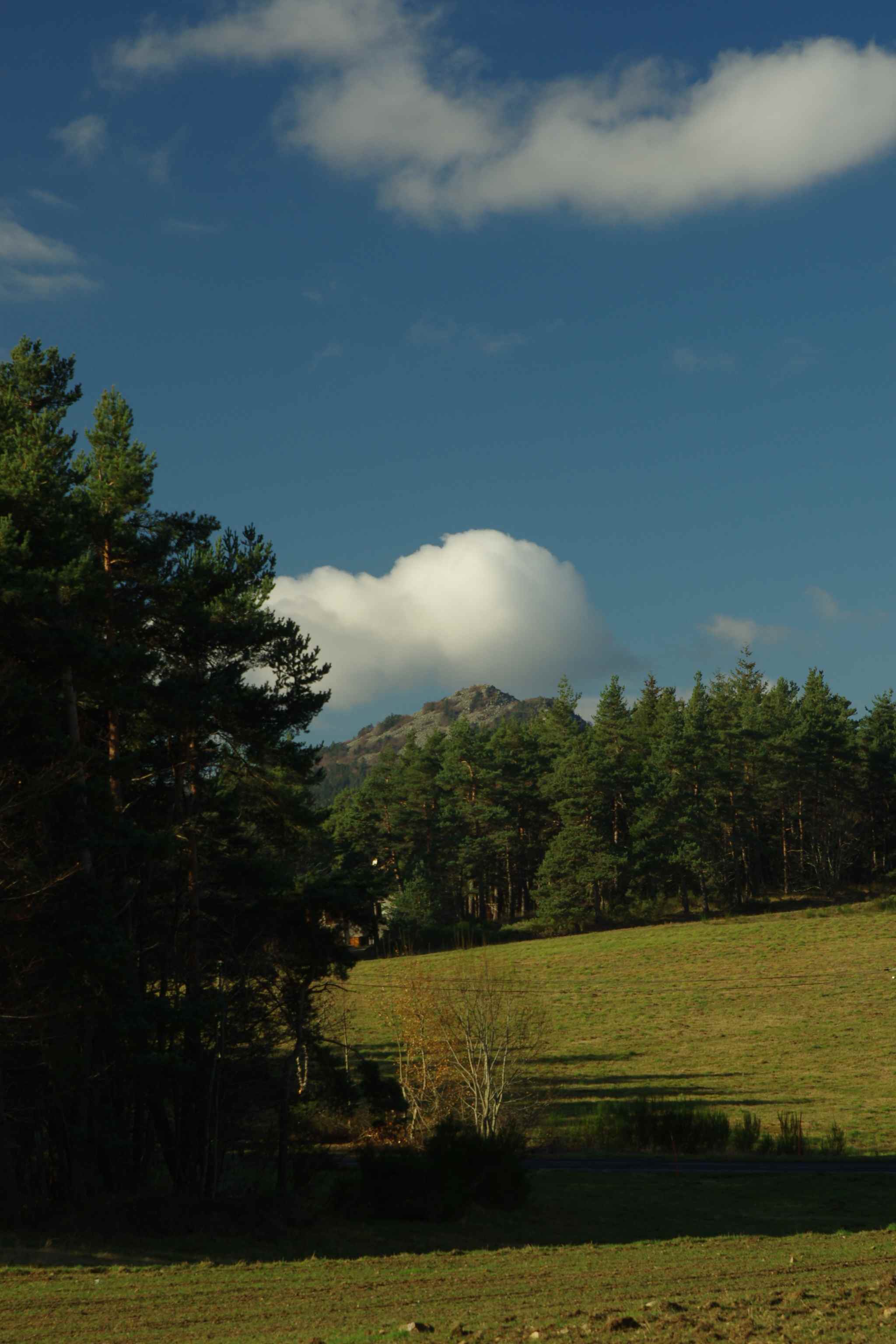 Lectures sous l'arbre_Le Chambon-sur-Lignon