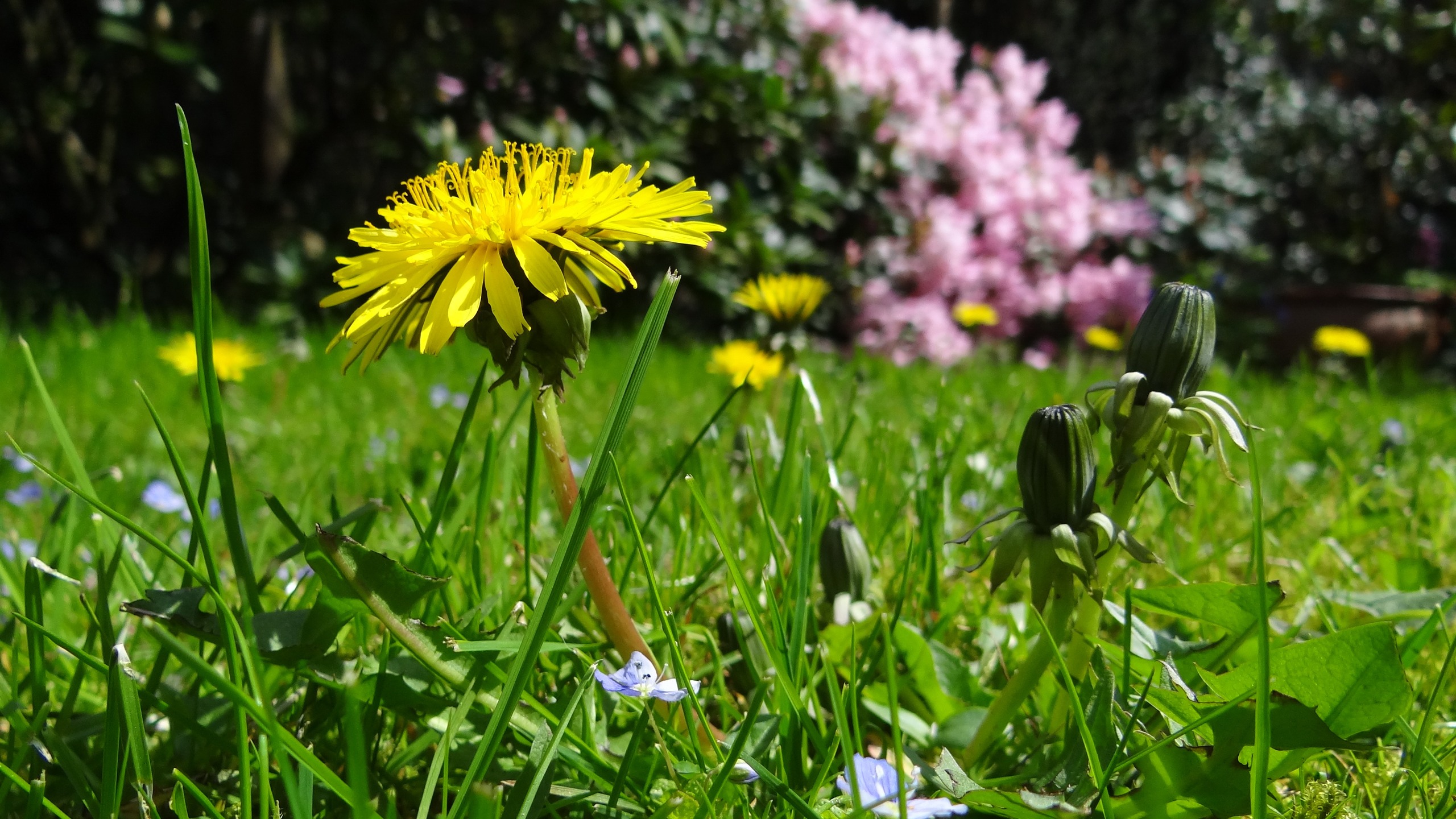 EVE_Balade botanique : Les plantes dépuratives de printemps_Espaly-Saint-Marcel