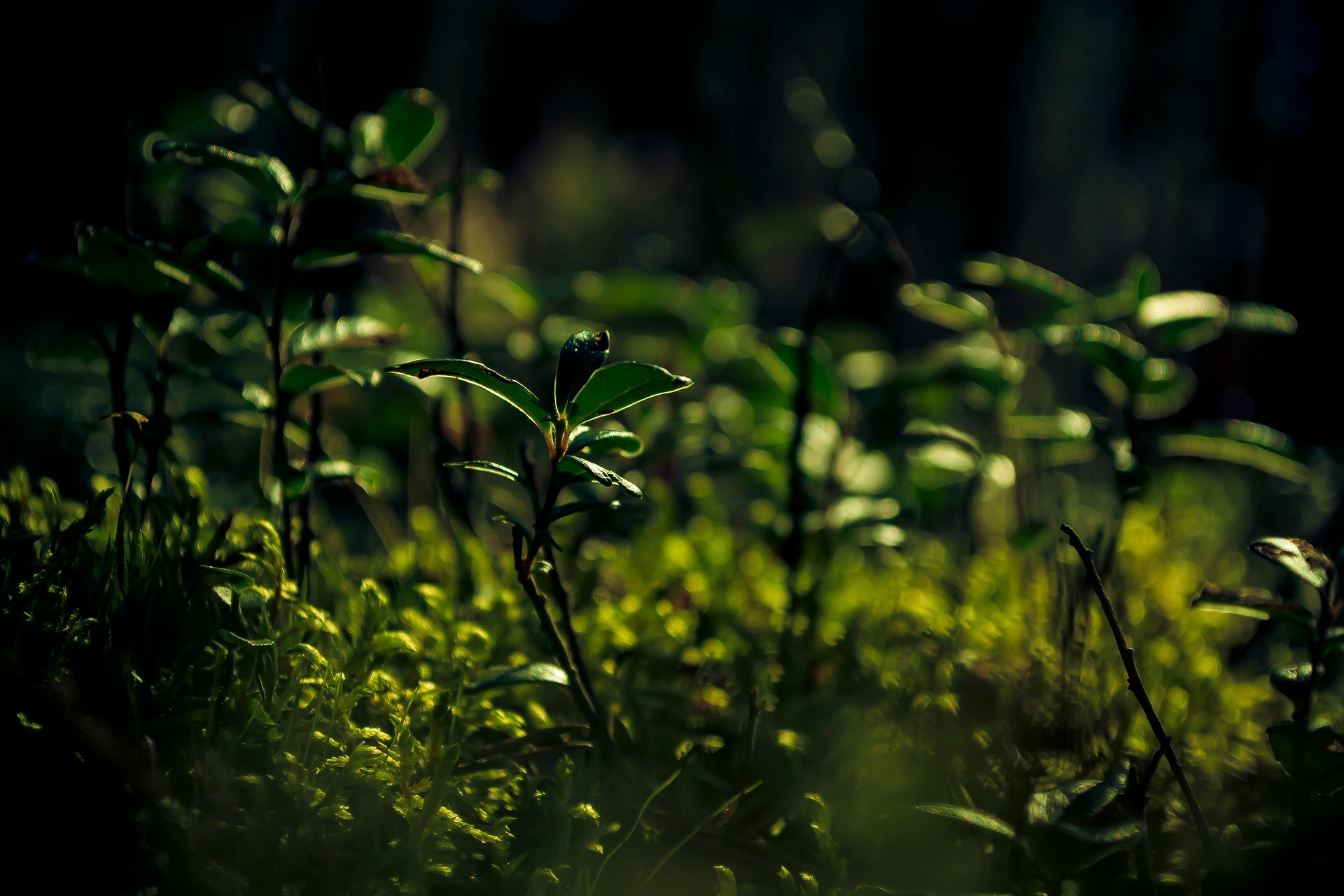 Découverte des plantes estivales en montagne_Araules