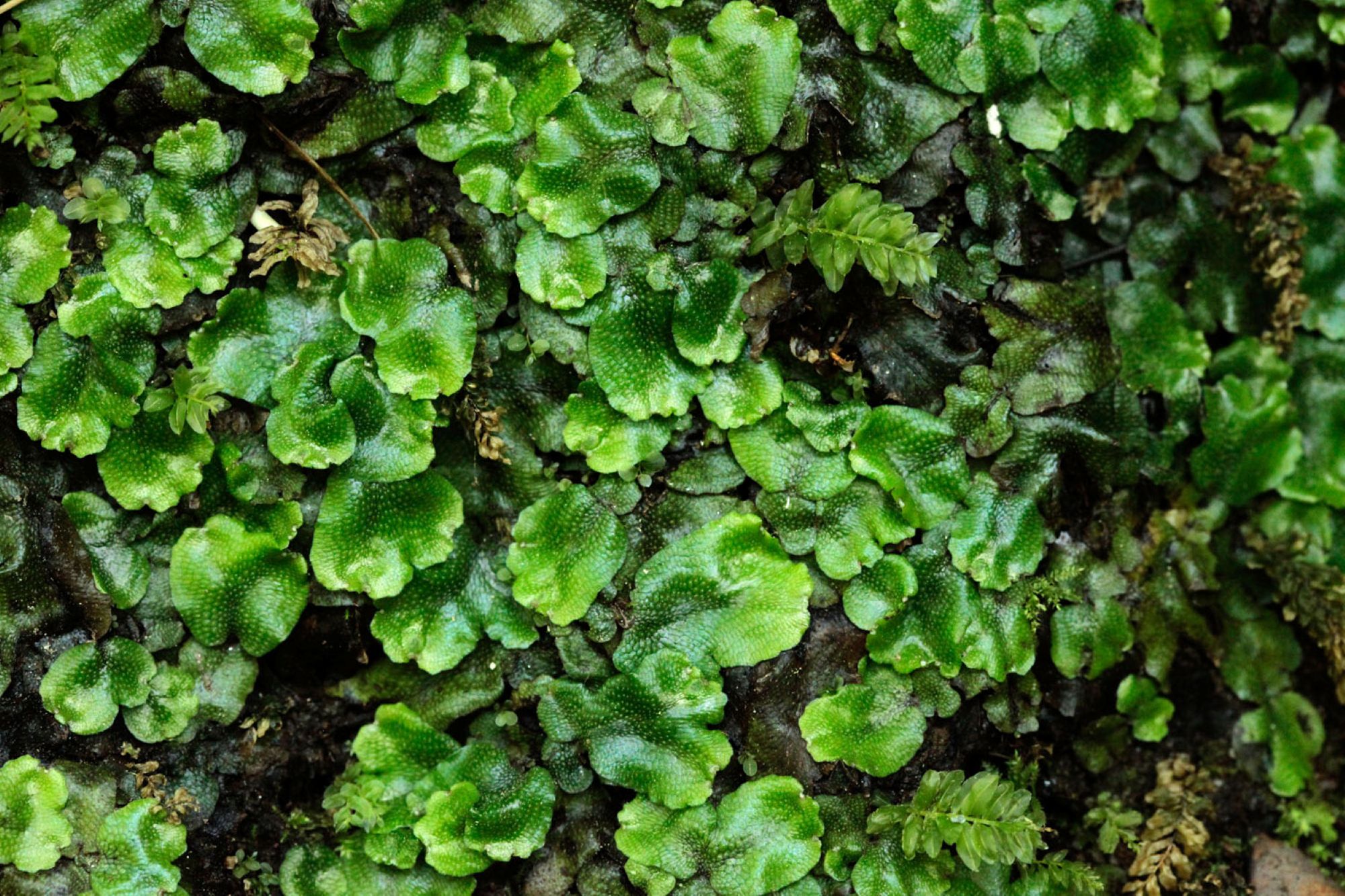 CBN | A la découvertes des plantes invisibles_Chavaniac-Lafayette