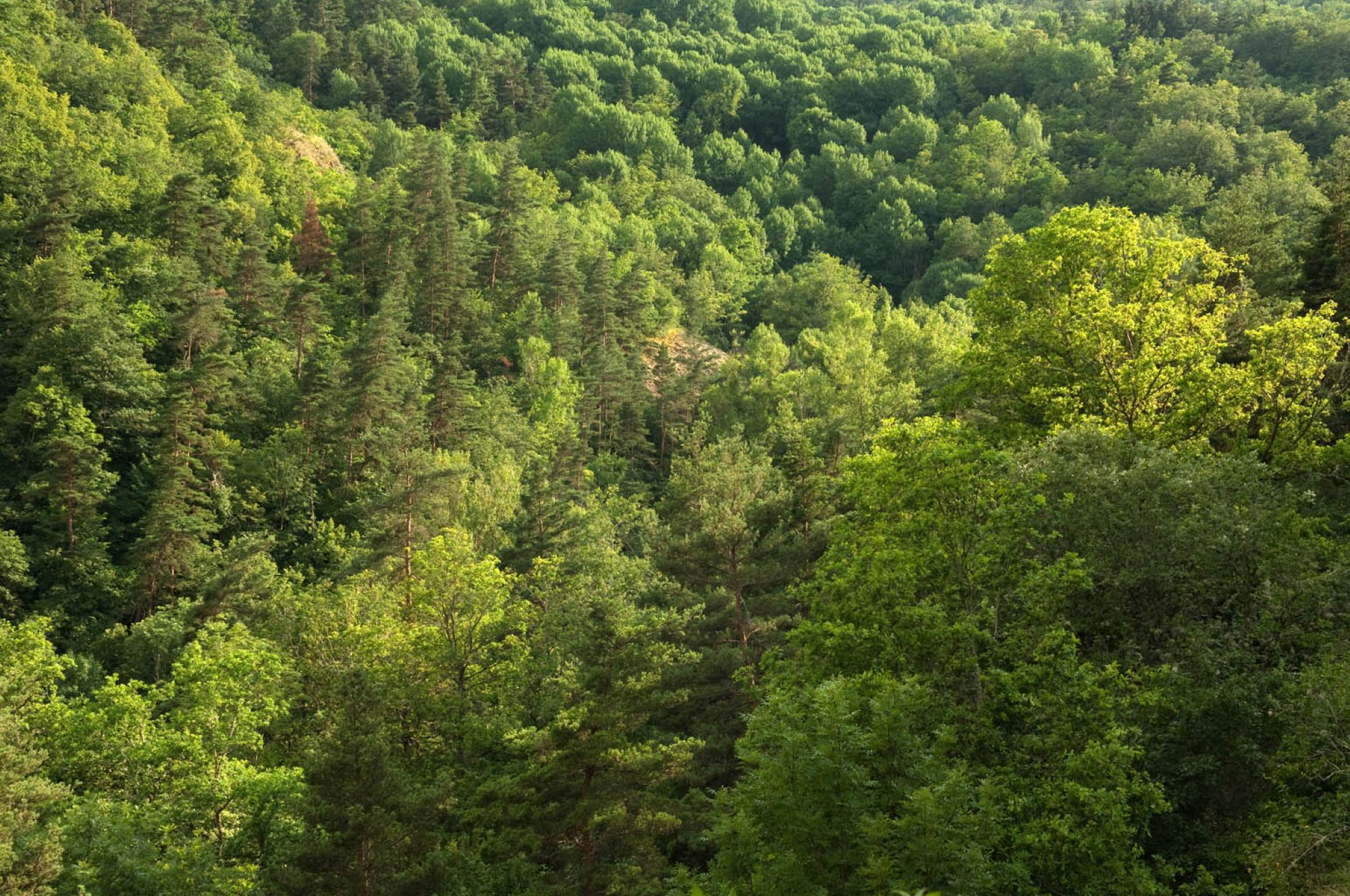 Petites merveilles de nos forêts | CBN_Chavaniac-Lafayette
