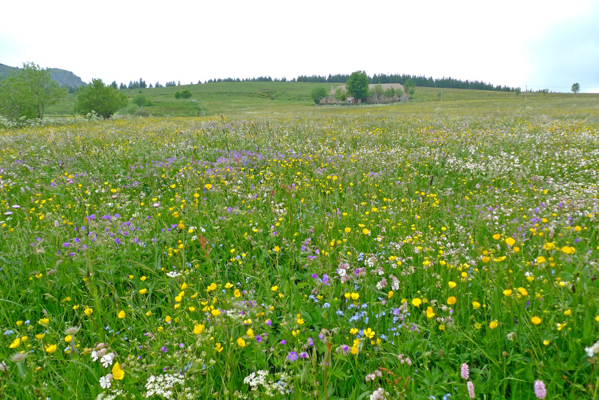 Le bonheur dans le pré | CBN_Chavaniac-Lafayette