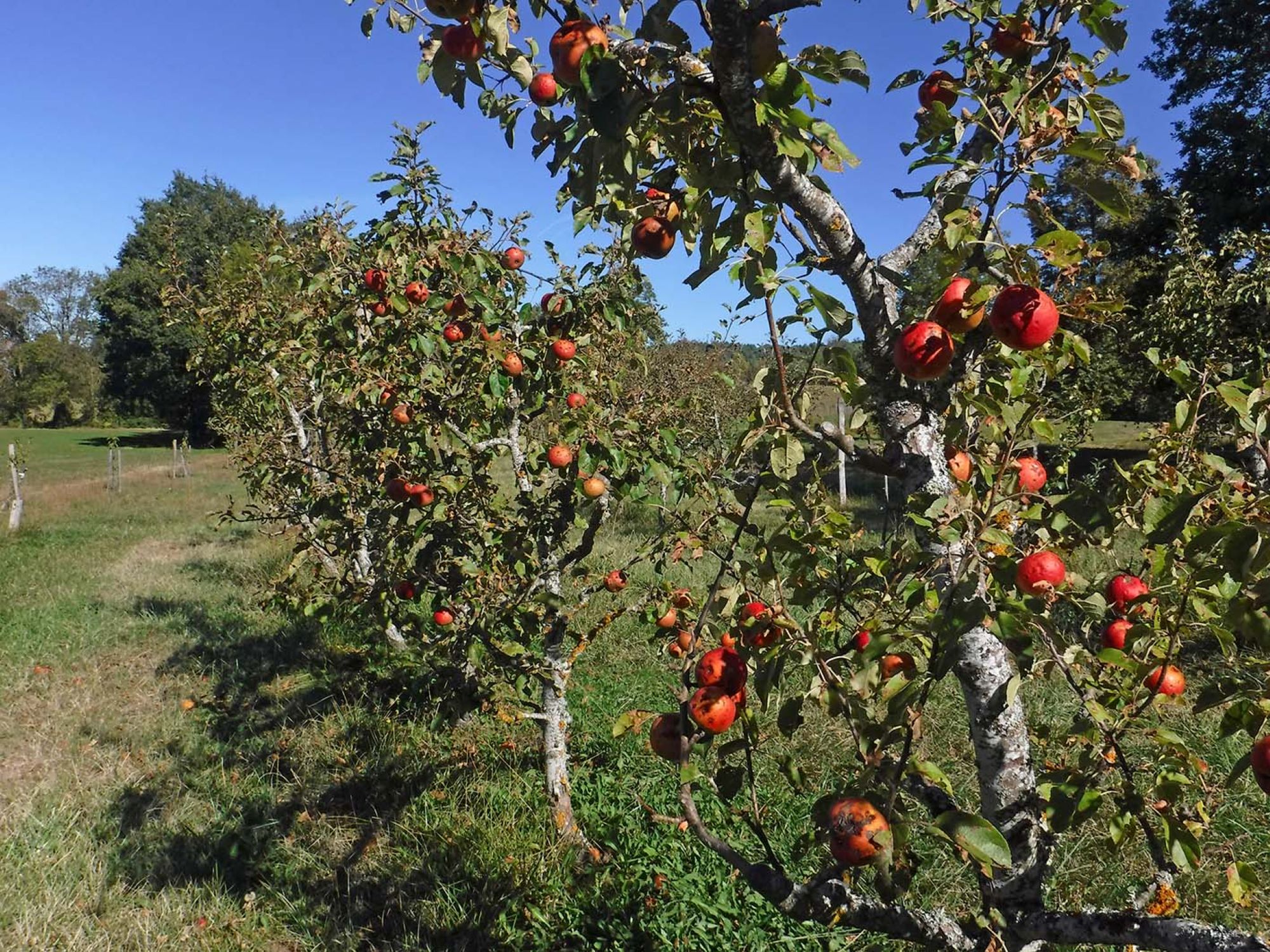 Pomme de Reinette et pomme d'Api | CBN_Chavaniac-Lafayette