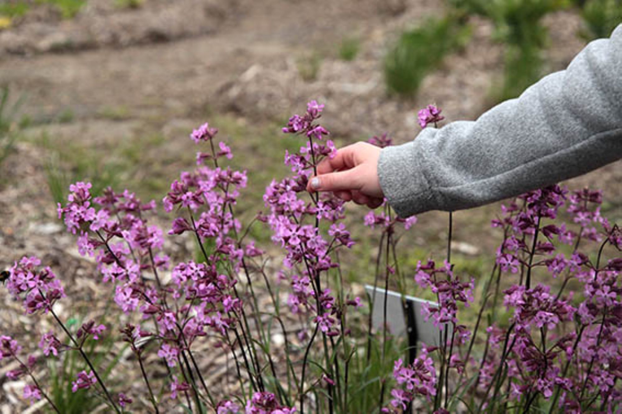 Des  plantes et des usages | CBN_Chavaniac-Lafayette