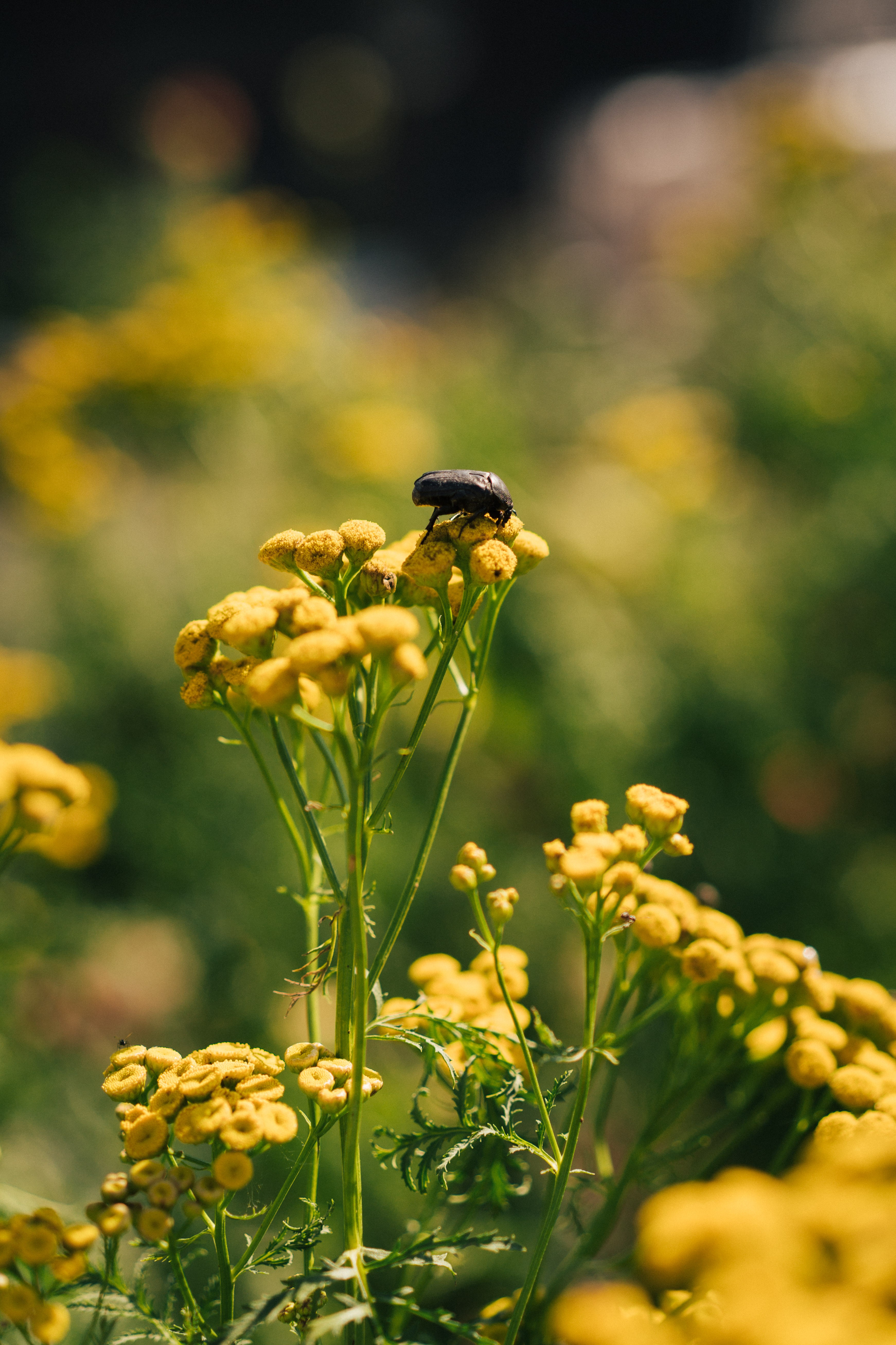 Rendez-vous aux jardins : visite du jardin de la ferme forale Rosebud_Beauzac