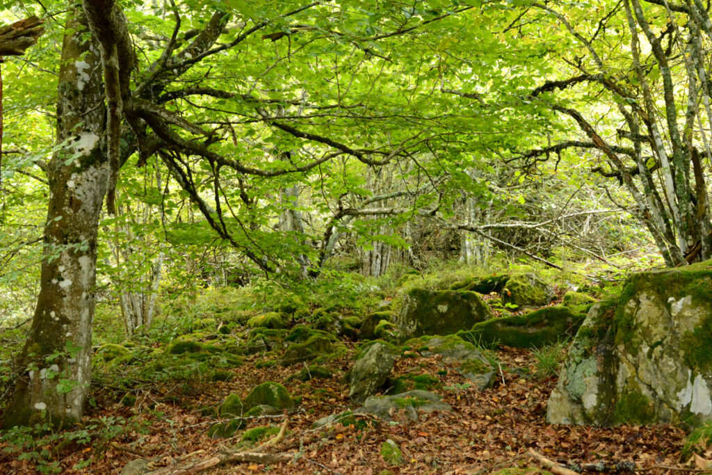 Fête de la Nature - Rendez-vous avec la forêt_Araules