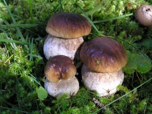 Randonnée Confrérie des champignons_Saugues