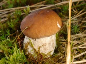 Foire aux champignons | Saugues_Saugues