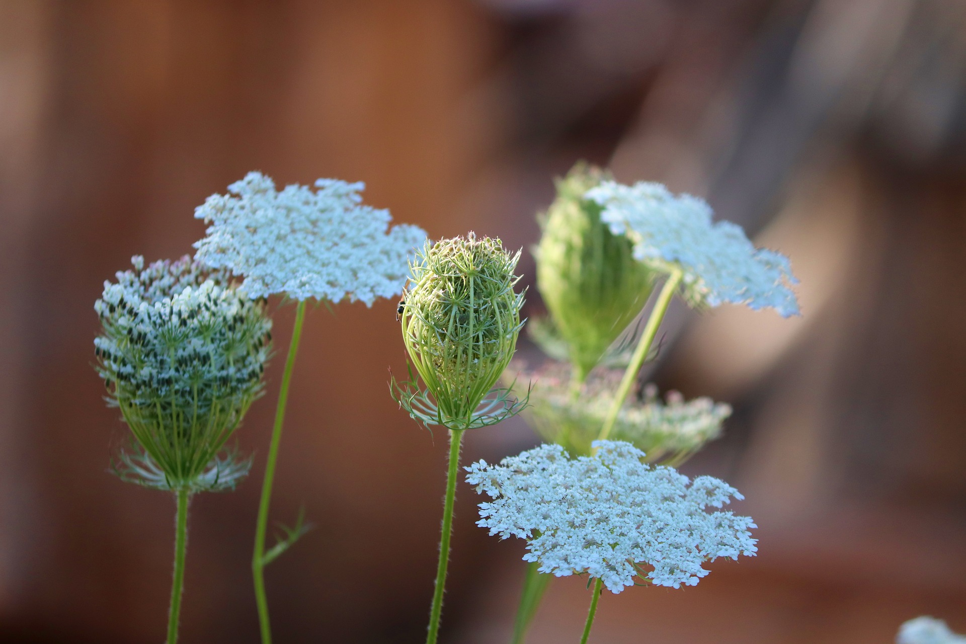 Découverte des plantes sauvages domestiques_Grazac