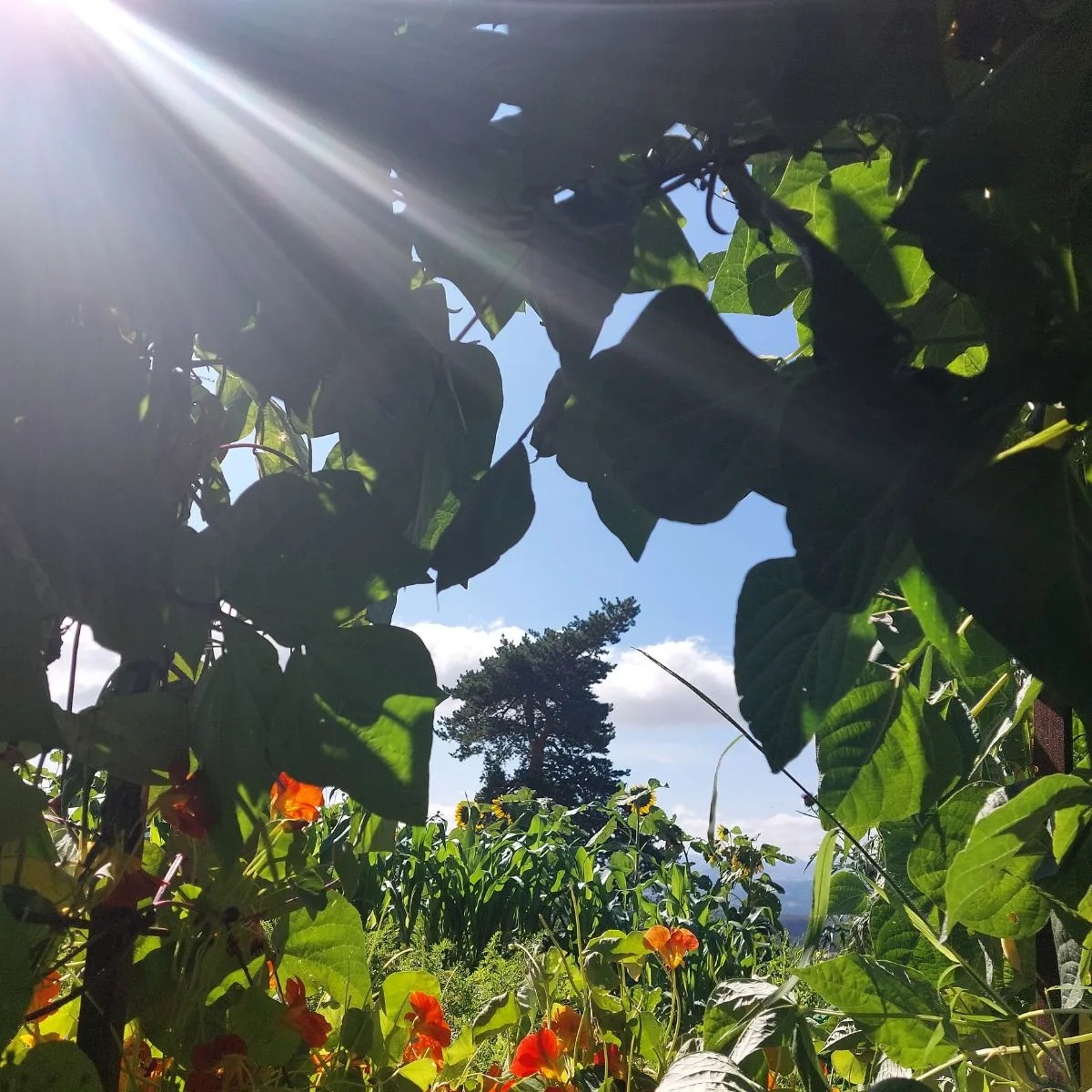Balade gourmande au jardin LOU PINATOU_Solignac-sous-Roche