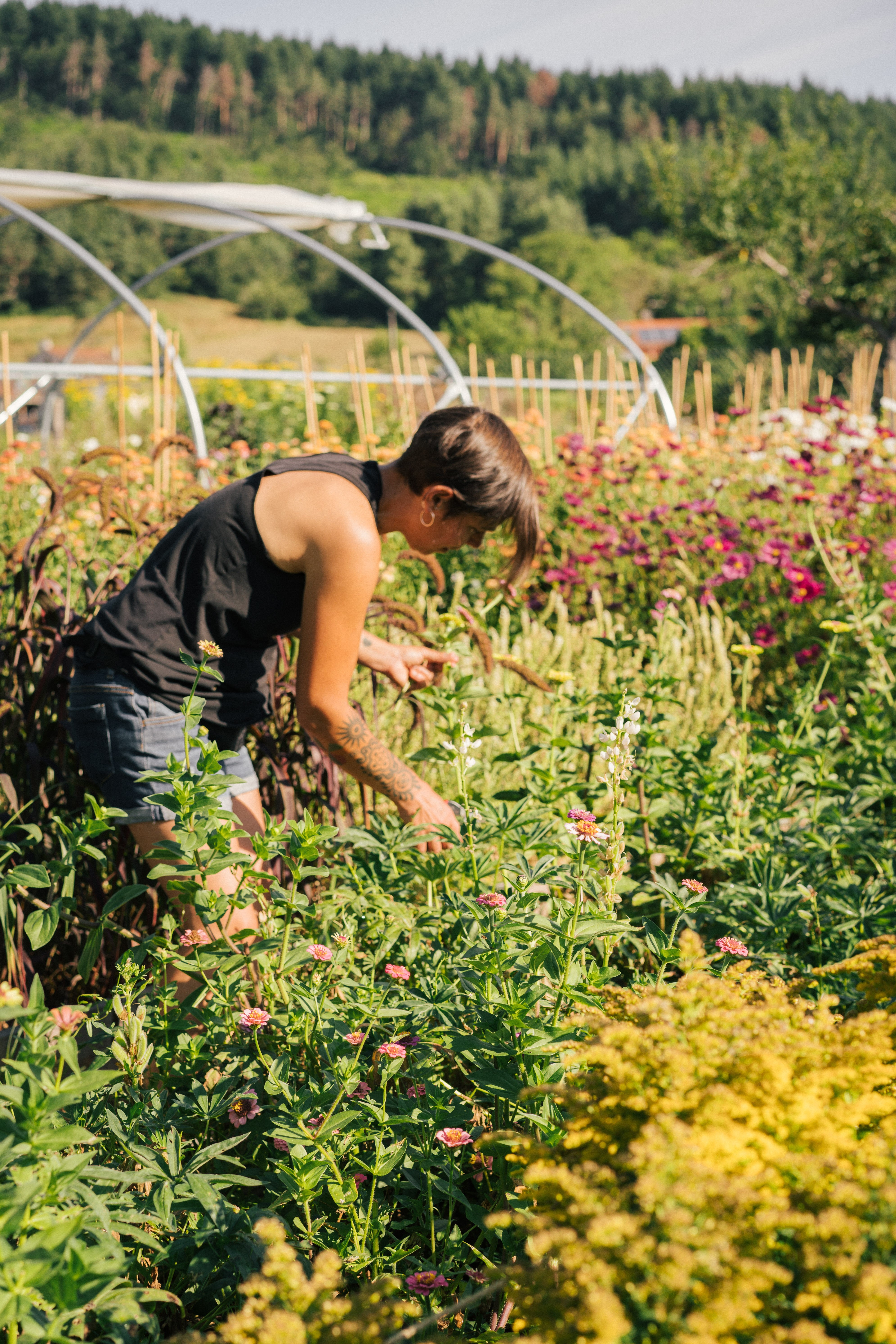 Rendez-vous aux jardins : visite du jardin de la ferme forale Rosebud_Beauzac Rendez-vous aux jardins : visite du jardin de la ferme forale Rosebud_Beauzac