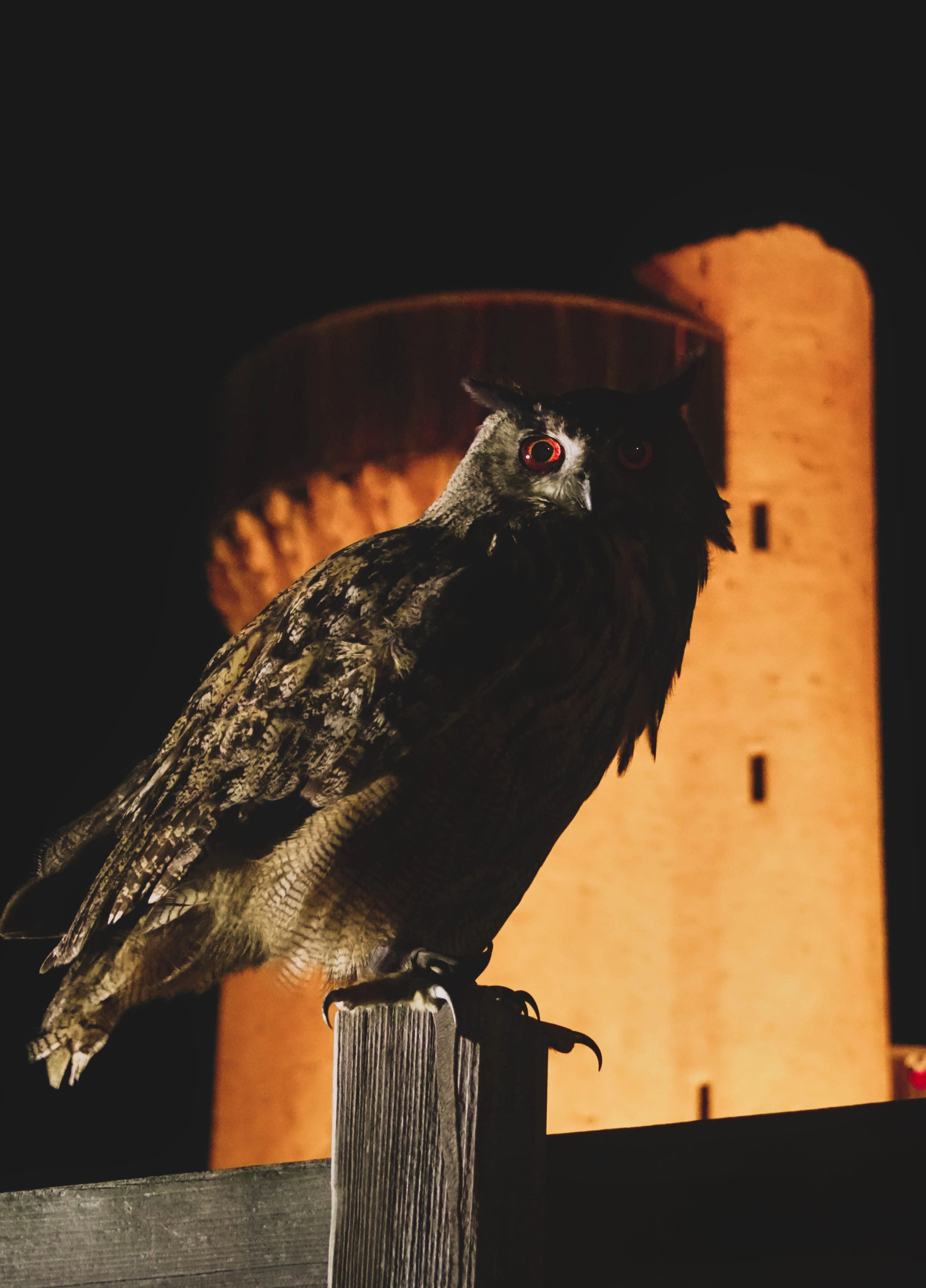 Nocturnes au château de Rochebaron_Bas-en-Basset