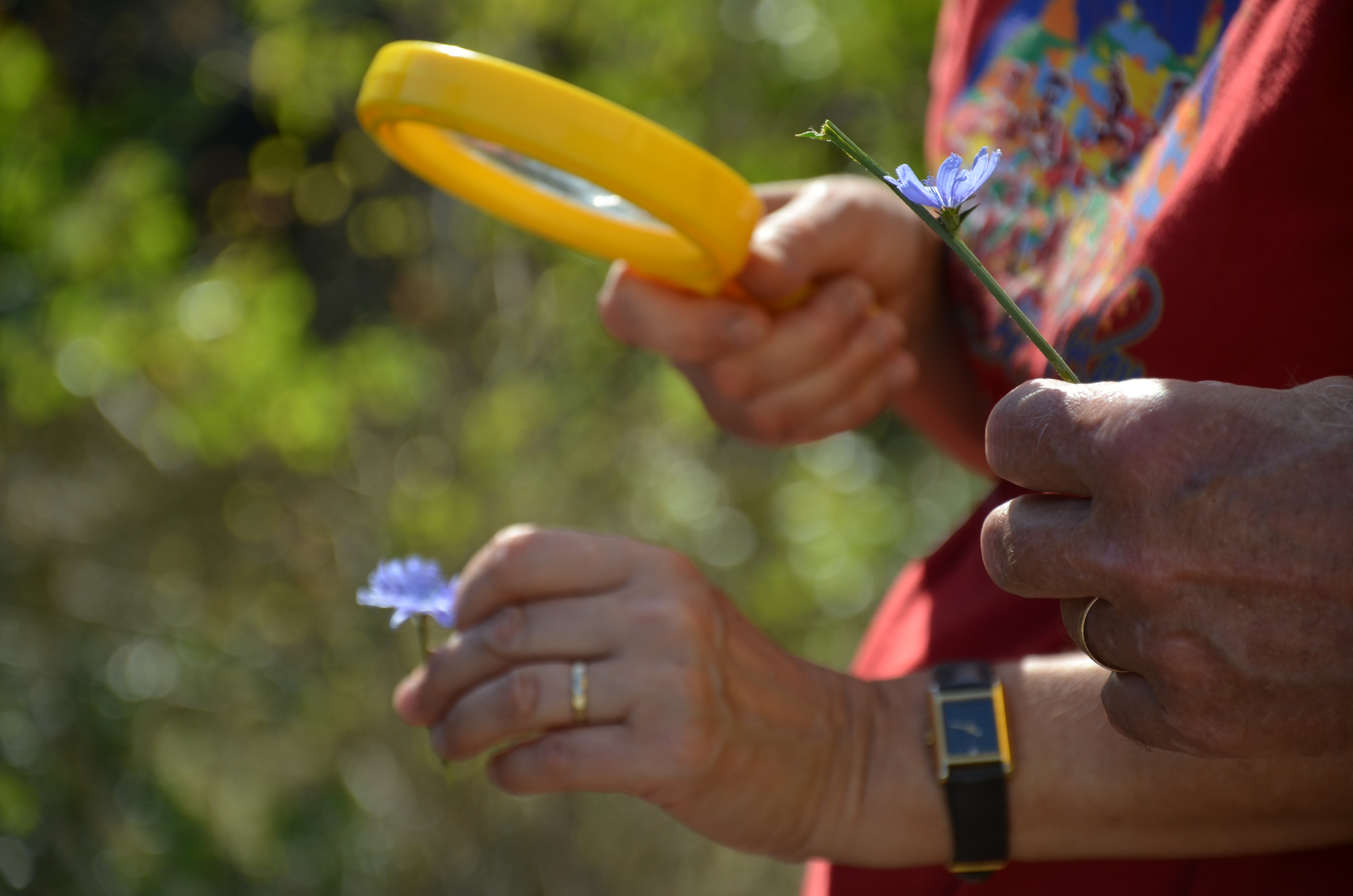 Les plantes ont'elles un zizi?_Bas-en-Basset Les plantes ont'elles un zizi?_Bas-en-Basset